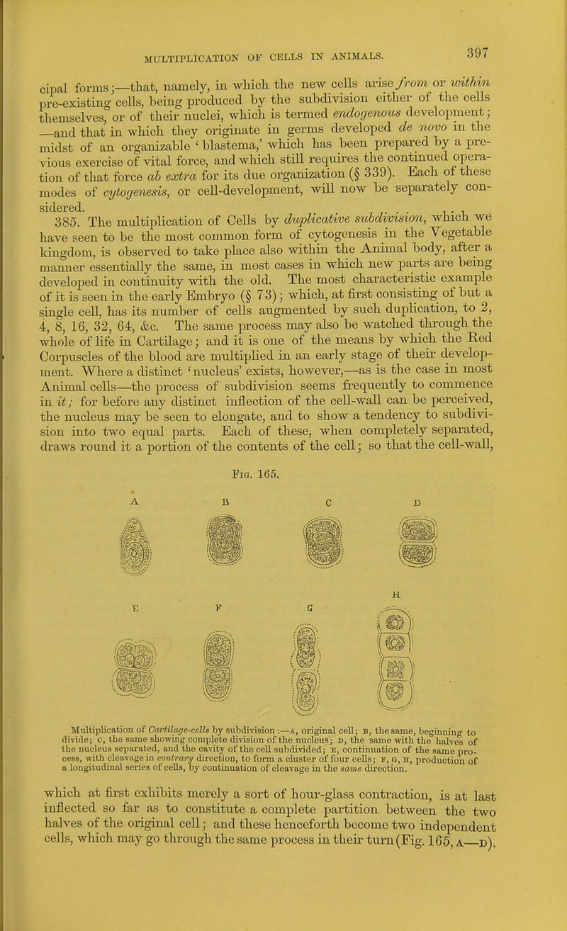 cipal forms j—that, namely, in which the new cells arise/rom or witMn pi-e-existint^ cells, being produced by the subdivision either of the cells themselves°or of their nuclei, which is termed endogenous development; —and that in wliich they originate in germs developed de novo m the midst of an organizable ' blastema,' which has been prepared by a pre- vious exercise of vital force, and which still requires the continued opera- tion of that force ab extra for its due organization (§ 339). Each of these modes of cytogenesis, or cell-development, wiU now be separately con- sidered. 7 7... 1-1 385. The multiplication of Cells by duplicative subdivision, which we have seen to be the most common form of cytogenesis in the Vegetable kingdom, is observed to take place also within the Animal body, after a manner essentially the same, in most cases in which new parts are being developed in continuity with the old. The most characteristic example of it is seen in the early Embryo (§ 73); which, at first consisting of but a single cell, has its number of cells augmented by such duplication, to 2, 4, 8, 16, 32, 64, &c. The same process may also be watched through the whole of life in Cartilage; and it is one of the means by which the Red Corpuscles of the blood are multiplied in an early stage of their develop- ment. Where a distinct 'nucleus' exists, however,—as is the case in most Animal cells—the process of subdivision seems frequently to commence in it; for before any distinct inflection of the cell-wall can be perceived, the nucleus may be seen to elongate, and to show a tendency to subdivi- sion into two equal parts. Each of these, when completely separated, draws round it a portion of the contents of the cell; so that the cell-wall, Fig. 165. H Multiplication of CaHilage-eella by subdiTdsion :—A, original cell; B, the same, beginning to divide; c, the same showing complete di-viaiou of the nucleus; d, the same with the halves of the nucleus separated, and the cavity of the cell subdivided; B, continuation of the same pro- cess, with cleavage in contrary direction, to form a cluster of four cells; f, a, H, production of a longitudinal series of cells, by continuation of cleavage in the same direction. which at first exhibits merely a sort of hour-glass contraction, is at last inflected so far as to constitute a complete partition between the two halves of the original cell; and these henceforth become two independent cells, which may go through the same process in their turn (Fig. 165, a d).