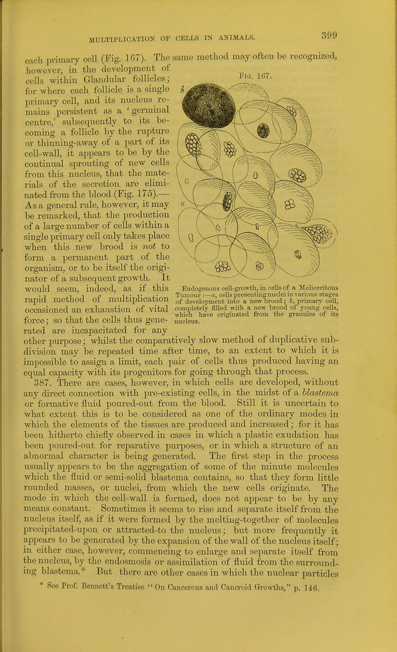 each primary cell (Fig. 167). The same method may often be recognised, Jiowever, in the development of cells within Glandular follicles; for where each follicle is a single primary cell, and its nucleus re- mains pei-sistent as a 'germinal centre,' subsequently to its be- coming a follicle by the rupture or thinning-away of a part of its cell-wall, it appears to be by the continual sprouting of new cells from this nucleus, that the mate- rials of the secretion are elimi- nated from the blood (Fig. 17 5).— As a general ride, however, it may be remarked, that the production of a large number of cells within a single primary cell only takes place when this new brood is 7iot to form a permanent part of the organism, or to be itself the origi- nator of a subsequent growth. It would seem, indeed, as if this rapid method of multij)lication occasioned an exhaustion of vital force; so that the cells thus gene- rated are incapacitated for any other purpose; whilst the comparatively slow method of duplicative sub- division may be repeated time after time, to an extent to which it is impossible to assign a limit, each pair of cells thus produced having an equal capacity with its progenitors for going throu.gh that process. 387. There are cases, however, in which cells are developed, without any direct connection with pre-existing cells, in the midst of a blastema or formative fluid poured-out from the blood. Still it is uncertain to what extent this is to be considered as one of the ordinary modes in which the elements of the tissues are produced and increased; for it has been hitherto chiefly observed in cases in which a plastic exudation has been poured-out for reparative pm-poses, or in which a structure of an abnormal character is being generated. The first stejD in the process usually appears to be the aggregation of some of the minute molecules which the fluid or semi-solid blastema contains, so that they form little rounded masses, or nuclei, from which the new cells originate. The mode in which the cell-wall is formed, does not appear to be by any means constant. Sometimes it seems to rise and separate itself from the nucleus itself, as if it were formed by the melting-together of molecules precipitated-upon or attracted-to the nucleus; but more frequently it appears to be generated by the expansion of the wall of the nucleus itself; in either case, however, commencing to enlarge and separate itself from the nucleus, by the endosmosis or assimilation of fluid from the surround- ing blastema.* But there are other cases in which the nuclear particles * See Prof. Bennett's Treatise  On Cancerous and Cancroid Growths, p. 146. Endogenous cell-growth, in cells of a Meliceritous Tumour :—a, cells presenting nuclei in various stages of development into a new Drood; b, primary cell, completely filled with a new brood of young cells, which have originated from the grantdes of its nucleus.
