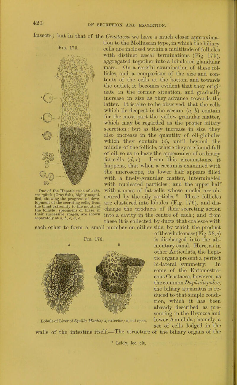 OF SECRETION AND EXCRETION. Insects; but in that of the Crustacea we have a much closer approxima- tion to the Molluscan tjqie, in which the biliaiy Fig. 175. cells are inclosed within a multitude of folUcles ^ ,> ';,. »,,. with distinct caecal terminations (Fig. 175), aggregated together into a lobulated glandular mass. On a careful examination of these fol- licles, and a comparison of the size and con- tents of the cells at the bottom and towards the outlet, it becomes evident that they origi- nate in the former situation, and gi-adually increase in size as they advance towards the latter. It is also to be observed, that the cells which lie deepest in the caecum {a, b) contain for the most part the yellow granular matter, which may be regarded as the proper biliary secretion: but as they increase in size, they also increase in the quantity of oil-globules which they contain (c), until beyond the middle of the follicle, where they are found full of oil, so as to have the appearance of ordinary fat-cells [d, e). From this circumstance it happens, that when a caecum is examined with the microscope, its lower half appears filled with a finely-granular matter, intermingled with nucleated particles; and the upper half with a mass of fat-cells, whose nuclei are ob- scured by the oily particles.* These follicles are clustered into lobules (Fig. 176), and dis- charge the products of theii- secreting action into a cavity in the centre of each; and fi-om these it is collected by ducts that coalesce with each other to form a small number on either side, by which the product of the whole mass (Fig. 5 8, e) Fig. 176. is discharged into the ali- ^ mentary canal. Here, as in other Ai'ticulata, the hepa- tic organs present a perfect bi-lateral symmetry. In some of the Entomostra- cous Crustacea, however, as the common Daphnia2mlex, the biliaiy apjiaratus is re- duced to that simjDle condi- tion, which it has been already described as pre- senting in the Bryozoa and lower Annelida; namely, a set of cells lodged in the walls of the intestine itself.—The structure of the biliary organs of the One of the Hepatic cfeca of Asta- cua affinis (Crayfish), highlymagni- fled, showing the progress of deve- lopment of the secreting cells, from the blind extremity to the mouth of the follicle; specimens of these, in their successive stages, are shown separately at a, b, c, d, e. Lobule of Liver oiSquilla Mantis; a., exterior; b, cut open. * Leidy, loc. cit.