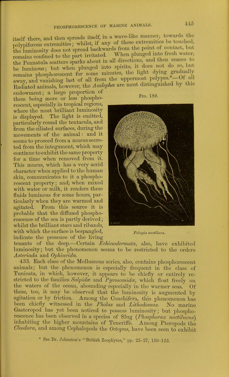 PHOSPHORESCKNCE OF MAllINE ANIMALS. Fig. 189. itself there, and then spreads itself, in a wave-like manner, towards the polypiferous extremities; wlnlst, if any of these extremities be touched the luminosity does not spread backwards from the point of contact, but remains conJed to the pli-t irritated. When plunged into fresh water, the Pennatula scatters sparks about in all directions and then ceases to be luminous; but when plunged into spirits, it does not do so, but remains phosphorescent for some minutes, the light dying gradually away, and vanishing last of all from the uppermost polypes. -Of all Kacliated animals, however, the Acaleph<B are most distinguished by this endowment; a large proportion of them being more or less phospho- rescent, especially in tropical regions, where the most brilliant luminosity is displayed. The light is emitted, particularly round the tentacula, and from the ciliated surfaces, during the movements of the animal: and it seems to proceed from a mucus secre- ted from the integument, which may continue to exhibit the same property for a time when removed from it. This mucus, which has a very acrid character when applied to the human skin, communicates to it a phospho- rescent property; and; when mixed with water or milk, it renders these fluids luminous for some hours, j^ar- ticularly when they are warmed and agitated. From this source it is probable that the diffused phosjjho- rescence of the sea is partly derived; whilst the brilliant stars and ribands, with which the surface is bespangled, indicate the presence of the living tenants of the deep.—Certain Echinodermata, also, have exhibited luminosity; but the phenomenon seems to be restricted to the orders Asteriacla and Ophiurida. 433. Each class of the Molluscous series, also, contains phosphorescent animals; but the phenomenon is especially frequent in the class of Tunicata, in which, however, it appears to be chiefly or entirely re- stricted to the families Salpidce and Pyrosomidce, which float freely on the waters of the ocean, abounding especially in the warmer seas. Of these, too, it may be observed that the luminosity is augmented by agitation or by friction. Among the Conchifera, this phenomenon has been chiefly witnessed in the Pholas and Lithodomus. N'o marine Gasteropod has yet been noticed to possess luminosity; but phospho- rescence has been observed in a species of Slug {Phosphorax noctilucus) inhabiting the higher mountains of Teneriffe. Among Pteropods the Gleodora, and among Cephalopods the Octopus, have been seen to exhibit JPelagia nociiluca. * See Dr. .Johnston's British Zoophytes, pp. 25-27, 150-156.