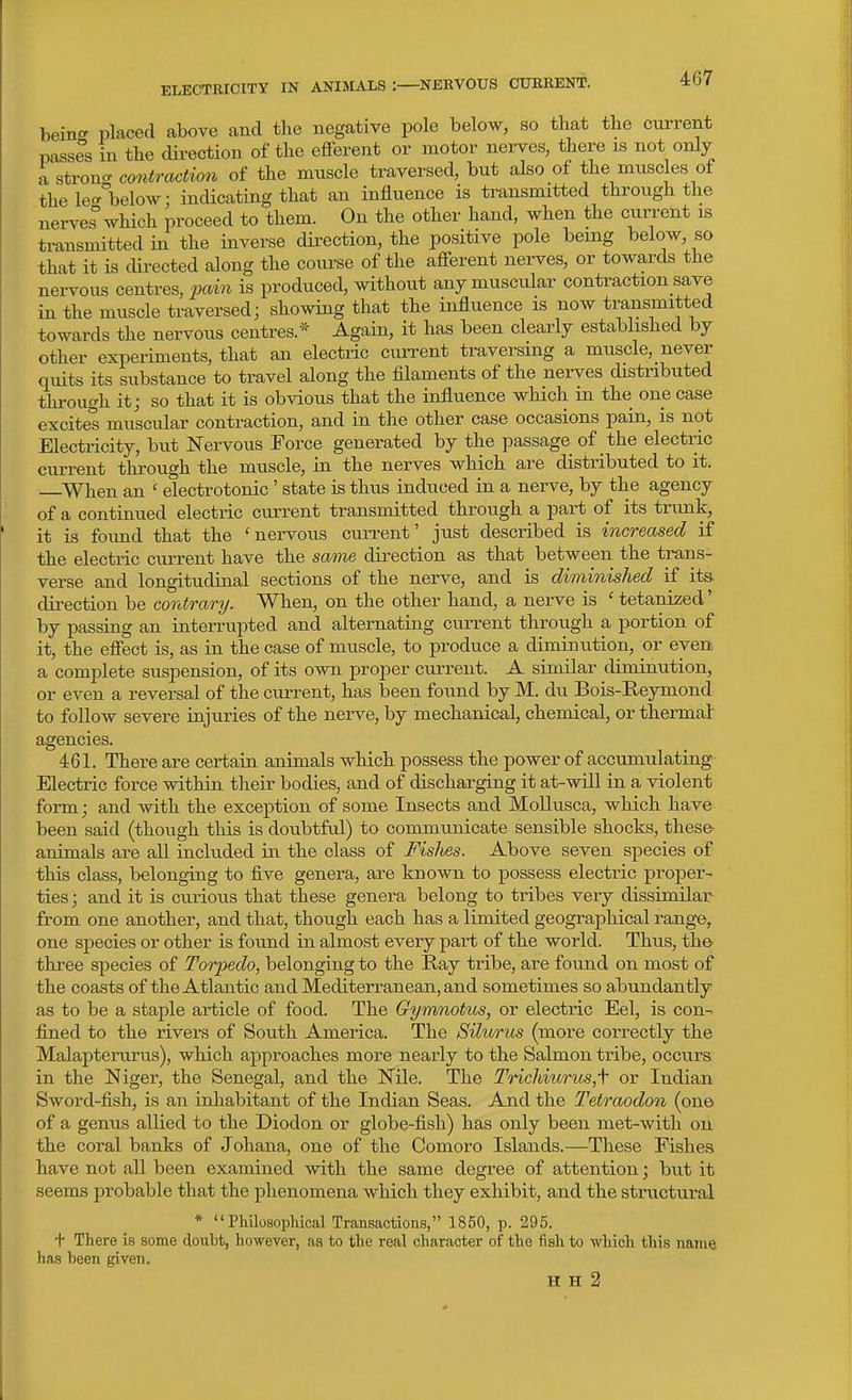 heia^ placed above and the negative pole below, so that the current passes in the direction of the efferent or motor nei-ves, there is not only a strong contraction of the muscle traversed, but also of the muscles of the leer below: indicating that an influence is transmitted through the nerves which proceed to them. On the other hand, when the current ls transmitted in the inverse direction, the positive pole being below, so that it is cUrected along the course of the afferent nerves, or towards the nei-vous centres, pain is produced, without any muscular contraction save in the muscle traversed; showing that the influence is now transmitted towards the nervous centres.* Again, it has been clearly established by other experiments, that an electric current traversing a muscle, never quits its substance to travel along the fllaments of the nerves distributed thi-ough it; so that it is obvious that the influence which in the one case excites muscular contraction, and in the other case occasions pain, is not Electricity, but Nervous Force generated by the passage of the electric current through the muscle, in the nerves which are distributed to it. ^When an ' electrotonic' state is thus induced in a nerve, by the agency of a continued electric current transmitted through a part of its trimk, it is found that the 'nervous current' just described is increased if the electric current have the same direction as that between the trans- verse and longitudinal sections of the nerve, and is diminished if its. direction be contrary. When, on the other hand, a nerve is ' tetanized' by passing an interruj)ted and alternating current through a portion of it, the effect is, as in the case of muscle, to produce a diminution, or even a complete suspension, of its own proper current. A similar diminution, or even a reversal of the current, has been found by M. du Bois-Keymond to follow severe injuries of the nerve, by mechanical, chemical, or thermal agencies. 461. There are certain animals which possess the power of accumulating Electric force within their bodies, and of discharging it at-will in a violent form; and with the exception of some Insects and Mollusca, which have been said (though this is doubtful) to communicate sensible shocks, these- animals are all included in the class of Fishes. Above seven species of this class, belonging to five genera, are known to possess electric proper- ties ; and it is curious that these genera belong to tribes very dissimilar from one another, and that, though each has a limited geographical range, one species or other is found in almost every part of the world. Thus, the three species of Torpedo, belonging to the Ray tribe, are found on most of the coasts of the Atlantic and Mediterranean, and sometimes so abundantly as to be a staple article of food. The Oymnotus, or electric Eel, is con- fined to the rivers of South America. The Silurus (more correctly the Malapterurus), which approaches more nearly to the Salmon tribe, occurs in the Niger, the Senegal, and the Nile. The Trichiurus,\ or Indian Sword-fish, is an inhabitant of the Indian Seas. And the Tetraodon (one of a genus allied to the Diodon or globe-fish) has only been met-with on the coral banks of Johana, one of the Comoro Islands.—Tliese Fishes have not all been examined with the same degree of attention; but it seems probable that the phenomena which they exhibit, and the structural * Philosophical Trcansactions, 1850, p. 295. + There is some doubt, however, as to the real character of the fish to which this name has been given. H H 2