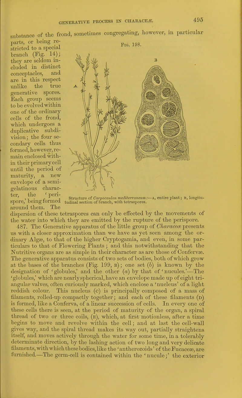 substance of tlie frond, sometimes congregating, bowever, in particular parts, or being Fro. 198. re- stricted to a special branch (Fig. 14); they are seldom in- cluded in distinct conceptacles, and are in this respect unlike the true generative spores. Each group seems to be evolved within one of the ordinary cells of the frond, which undergoes a duplicative subdi- vision; the four se- condary cells thus foi-med, however, re- main enclosed with- in their pi-imary cell imtil the period of maturity, a new envelope of a semi- gelatinous charac- ter, the ' peri- spore,' being formed around them. The dispersion of these tetraspores can only be efiected by the movements of the water into which they are emitted by the rupture of the j)erispore. 487. The Generative apparatus of the little group of Chcm-acece presents us with a closer approximation than we have as yet seen among the or- dinary Algse, to that of the higher Cryptogamia, and even, in some par- ticulars to that of Flowering Plants; and this notwithstanding that the Nutritive organs are as simple in their character as are those of Confervse. The generative apparatus consists of two sets of bodies, both of which grow at the bases of the branches (Fig. 199, b); one set (6) is known by the designation of 'globules,' and the other (a) by that of'nucu.les.'—The 'globules,' which are nearly spherical, have an envelope made up of eight tri- angular valves, often curiously marked, which enclose a 'nucleus' of a light reddish colour. This nucleus (c) is principally composed of a mass of filaments, roUed-up compactly together; and each of these filaments (d) is formed, like a Conferva, of a linear succession of cells. In every one of these cells there is seen, at the period of maturity of the organ, a spiral thread of two or three coils, (e), which, at first motionless, after a time begins to move and revolve within the cell; and at last the cell-wall gives way, and the spiral thread makes its way out, partially straightens itself, and moves actively through the water for some time, in a tolerably deteiTuinate direction, by the lashing action of two long and very delicate filaments, with which these bodies, like the 'antherozoids' of the Fucaceas, are furnished.—The germ-cell is contained within the 'micule;' the exterior structure of Carpoeaulon mediierraneim: tudinal section of braneh, with tetraspores. -A, entire plant; b, loiigitii-