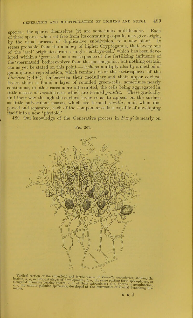 species; the spores themselves (f) are sometimes multilocular. Each of these spores, when set free from its containing capsule, may give origin, by the usual process of duplicative subdivision, to a new plant. It seems probable, from the analogy of higher Cryiitogamia, that eveiy one of the 'asci' originates from a single ' embryo-cell,' which has been deve- loped within a 'germ-cell' as a consequence of the fertilizing influence of the 'spermatoid' bodies evolved from the spermogonia; but nothing certain can as yet be stated on this point.—Lichens multiply also by a method of gemmiparous reproduction, wliich reminds us of the ' tetraspores' of the FloridecG (§ 486); for between their medullary and their ujiper cortical layers, there is found a layer of rounded gi-een-cells, sometimes nearly continuous, in other cases more interrupted, the cells being aggregated in little masses of variable size, which are termed gonidia. These gradually find their way through the cortical layer, so as to appear on the surface as little pulverulent masses, which are termed soredia; and, when dis- persed and separated, each of the component cells is capable of developing itself into a new ' phytoid.' 489. Our knowledge of the Generative process in Fimgi is nearly on FiQ. 201. hZ^^ f f ?! % f'^P^'*?';! and fertUe tissue of Tremella mesentm-ica, showinir the olnninf' dilTerent atfiges of development; h, h, the same putting forth sporouCro, or elongated filaments beanng spores, c, c, at tlieir extremities; d, spores mSZtinn' ments Bpermatia. developed at the extremltie^ of social braSnffllai IC K 2