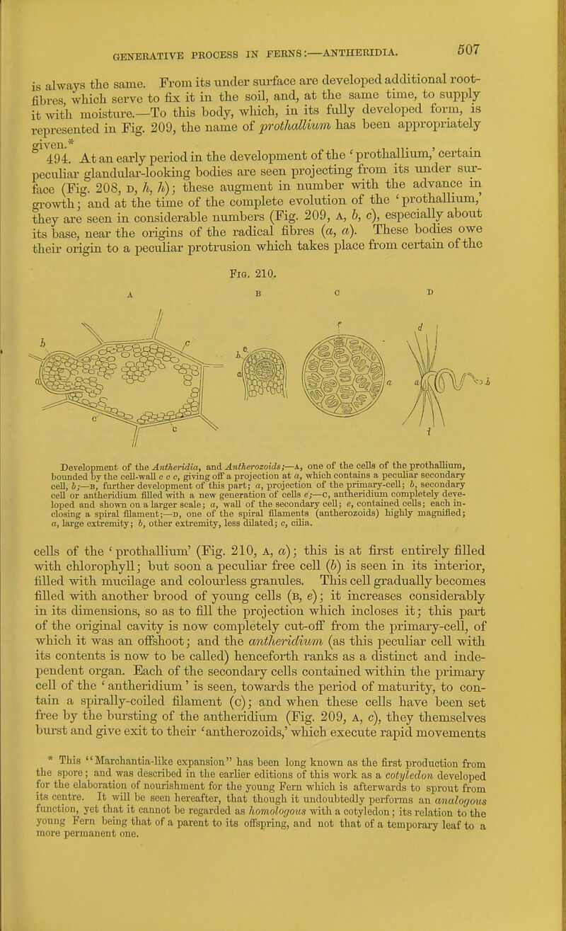 GENERATIVE PROCESS IN FERNS:—ANTHERIDIA. is always the same. From its under surface are developed additional root- fibres whicli serve to fix it in the soil, and, at the same time, to supply it with moisture.—To this body, which, in its fully developed form, is represented in Fig. 209, the name of prothallium has been appropriately given 494. At an early period in the development of the ' prothallium,' certain pecuHar glandulai'-looking bodies are seen iDrojecting from its under sur- face (Fig. 208, D, h, h); these augment in number with the advance m oi-owthj and at the time of the complete evolution of the 'prothaUium, they are seen in considerable numbers (Fig. 209, A, b, c), especially about its base, neai- the origins of the radical fibres (a, a). These boclies owe fchcir origin to a peculiar protrusion which takes place from certain of the Fia. 210. B Development of the Anfheridia, oaA Antherozoids;—A, one of the cells of the prothaUium, bounded by the cell-waU c e e, giving oS a projection at a, which contaias a peculiar secondary cell, 6;—B, further development of this part; a, projection of the primary-cell; b, secondary cell or antheridium filled vrith a new generation of cells e;—c, antheridium completely deve- loped and shown on a larger scale; a, waU of the secondary cell; e, contained cells; each in- closing a spiral filament;—D, one of the spiral filaments (antherozoids) highly magnified; a, large eitremity; i, other extremity, less dilated; c, cilia. cells of the 'prothallium' (Fig. 210, A, «,); this is at first entirely filled with chlorophyll; but soon a peculiar free cell (6) is seen in its interior, filled with mucilage and colourless granules. This cell gradually becomes filled with another brood of young cells (b, e); it increases considerably in its dimensions, so as to fill the projection which incloses it; this part of the original cavity is now completely cut-oif from the primary-cell, of which it was an offshoot; and the antheridivm (as this peculiar cell with its contents is now to be called) henceforth ranks as a distinct and inde- pendent organ. Each of the secondary cells contained within the primary cell of the ' antheridium' is seen, towards the period of maturity, to con- tain a spirally-coiled filament (c); and when these cells have been set free by the bursting of the antheridiu,m (Fig. 209, A, c), they themselves burst and give exit to their 'antherozoids,' which execute rapid movements * This Marchantia-like expansion has been long known as the first production from the spore ; and was described in the earlier editions of this work as a cotyledon developed for the elaboration of nourishment for the young Fern which is afterwards to sprout from its centre. It will be seen hereafter, that though it undoubtedly performs an analogous function, yet that it cannot be regarded as homologoiis with a cotyledon; its relation to the young Fern being that of a parent to its offspring, and not that of a temporaiy leaf to a more permanent one.