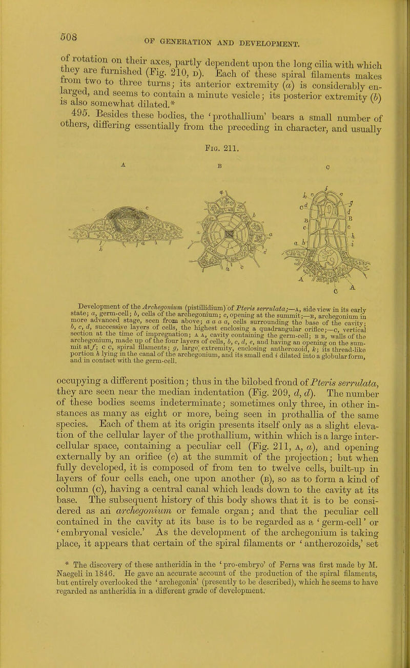 OF GENERATION AND DEVELOPMENT. of rotation on then- axes, partly dependent upon the long cilia with which they ai-e fm-nished (Fig. 210, d). Each of these spiral filaments makes irom two to three turns; its anterior extremity {a) is considerably en- larged, and seems to contain a minute vesicle: its posterior extremitv (b) IS also somewhat dilated.* ^ ^ 495. Besides these bodies, the ' prothallium' bears a small number of others, cUffering essentiaUy from the preceding in character, and usually Pig. 211. Development o{ the Archegomum (pistilhdium) of Pirns serrulataj-x, side view in its earlv state; a genn-cell; b, ceUs of the arohegonium; c, opening at the summit;—b, archegonium in more advanced stage, seen from above; a a a a, ceOs surrounding the base of the cavitv b, c, d, successive layers of cells, the highest enclosing a quadrangular orifice-—c vertical section at the tune of impregnation; a a, cavity contauiing the germ-eeU; b b, wa'Us of the archegonium, made up of the lour layers of ceUs, b, c, d, e, and having an opening on the sum- mit at/; c c, spiral hlaments; g, large; extremity, enclosing antherozoid, k; its thread-hke portion h lymg m the canal of the archegonium, and its small end i dilated into a globular form and m contact with the germ-cell. occupying a different position; thus in the bilobed frond of Pteris serrvlata, they are seen near the median indentation (Fig. 209, d, d). The number of these bodies seems indeterminate; sometimes only three, in other in- stances as many as eight or inore, being seen in prothallia of the same species. Each of them at its origin j^resents itself only as a slight eleva- tion of the cellular layer of the prothallium, within wliich is a large inter- cellular space, containing a peculiar cell (Fig. 211, a, a), and ojoening externally by an orifice (c) at the summit of the projection; but when fully developed, it is composed of from ten to twelve cells, built-up in layers of four cells each, one ujDon another (b), so as to form a kind of column (c), having a central canal which leads down to the cavity at its base. The subseqiient history of this body shows that it is to be consi- dered as an archegonium or female organ; and that the j)eculiar cell contained in the cavity at its base is to be regarded as a ' germ-cell' or ' embryonal vesicle.' As the develoj)ment of the archegonium. is titking place, it appears that certain of the spiral filaments or ' antherozoids,' set * The discovery of these antheridia in the ' pro-embryo' of Ferns was first made by M. Naegeli in 1846. He gave an accurate account of the production of the spiral filaments, but entirely overlooked the ' archegonia' (presently to be described), which he seems to have regarded as antheridia in a different grade of development.