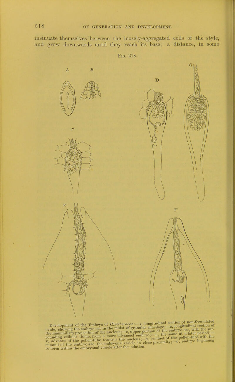 insinviate themselves between tlie loosely-aggregated cells of the style, and grow downwards until they reach its base; a distance, in some Fig, 218. D Development of the Embryo of log^*ljf ^^^^^ oviJe, showing the embryo-sac in the midst of granular muc,^^^^^^^^ embrjl sac, >vith the sur- tho manunillary projection of the nucleus ;-c, upper Port on ot the em .rj ^^^^ ^^^^^ rounding ceUular tissue, from a more advanced ^J'„f Xe poUeu.lube\^ B, advance of the poUon-tube towards the '.'ffembryo beginning siumnit of the embryo-sac, the embryonal vesicle n close pioximiiy, to form within the embryonal vesicle alter tecuudation.