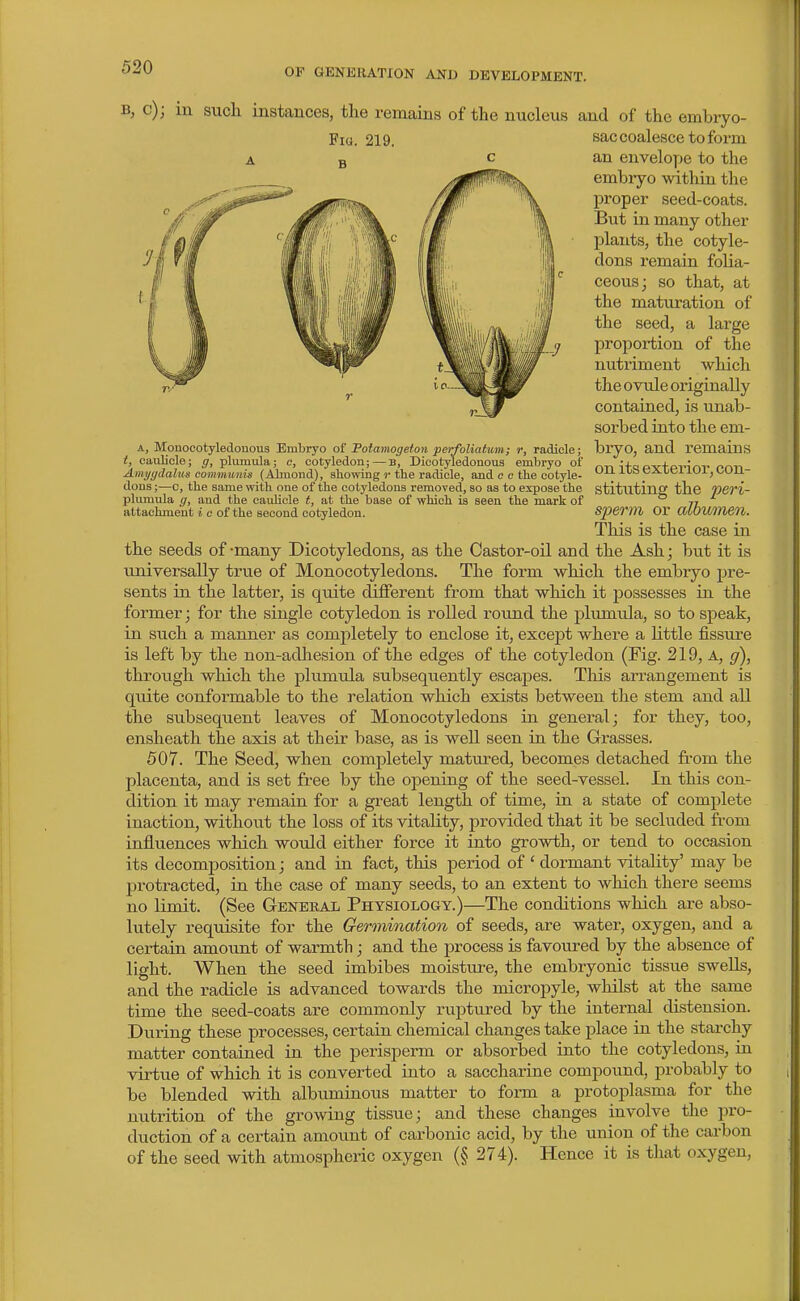 B, c); in such instances, the remains of the nucleus and of the embryo- Fia. 219. A, Monoeotyledonous Embryo of Totamogeion perfoliatum; r, radicle; t, caiilicle; g, plumula; e, cotyledon;—b, Dicotyledonous embryo of Amygdalus communis (Almond), showing »• the radicle, and e c the cotyle- dons ;—0, the same with one of the cotyledons removed, so as to expose the pliimula g, and the cauhcle t, at the base of which is seen the mark of attachment i c of the second cotyledon. sac coalesce to form an envelope to the embryo within the proper seed-coats. But in many other plants, the cotyle- dons remain folia- ceous; so that, at the maturation of the seed, a large proportion of the nutriment which the ovule originally contained, is unab- sorbed into the em- bryo, and remains on its exterior, con- stituting the ^;eri- sperm or albumen. This is the case in the seeds of-many Dicotyledons, as the Castor-oil and the Ash; but it is universally true of Monocotyledons. The form which the embryo pre- sents in the latter, is quite different from that which it possesses in the former; for the single cotyledon is rolled round the plumula, so to speak, in such a manner as completely to enclose it, except where a little fissure is left by the non-adliesion of the edges of the cotyledon (Fig. 219, A, g), through which the plumula subsequently escapes. This arrangement is quite conformable to the relation which exists between the stem and all the subsequent leaves of Monocotyledons in general; for they, too, ensheath the axis at their base, as is well seen in the Grasses. 507. The Seed, when completely matured, becomes detached fi-om the placenta, and is set free by the opening of the seed-vessel. In this con- dition it may remain for a great length of time, in a state of complete inaction, without the loss of its vitality, provided tliat it be secluded from influences which would either force it into growth, or tend to occasion its decomposition; and in fact, this period of ' dormant vitality' may be protracted, in the case of many seeds, to an extent to which there seems no limit. (See General Physiology.)—The conditions which are abso- lutely requisite for the Germination of seeds, are water, oxygen, and a certain amount of warmth j and the process is favoured by the absence of light. When the seed imbibes moisture, the embryonic tissue swells, and the radicle is advanced towards the micropyle, whilst at the same time the seed-coats are commonly ruptured by the internal distension. During these processes, certain chemical changes take place in the starchy matter contained in the perisperm or absorbed into the cotyledons, in. virtue of which it is converted into a saccharine compound, probably to be blended with albuminous matter to form a protoplasma for the nutrition of the growing tissue; and these changes involve the pro- duction of a certain amoimt of carbonic acid, by the union of the carbon of the seed with atmospheric oxygen (§ 274). Hence it is that oxygen.