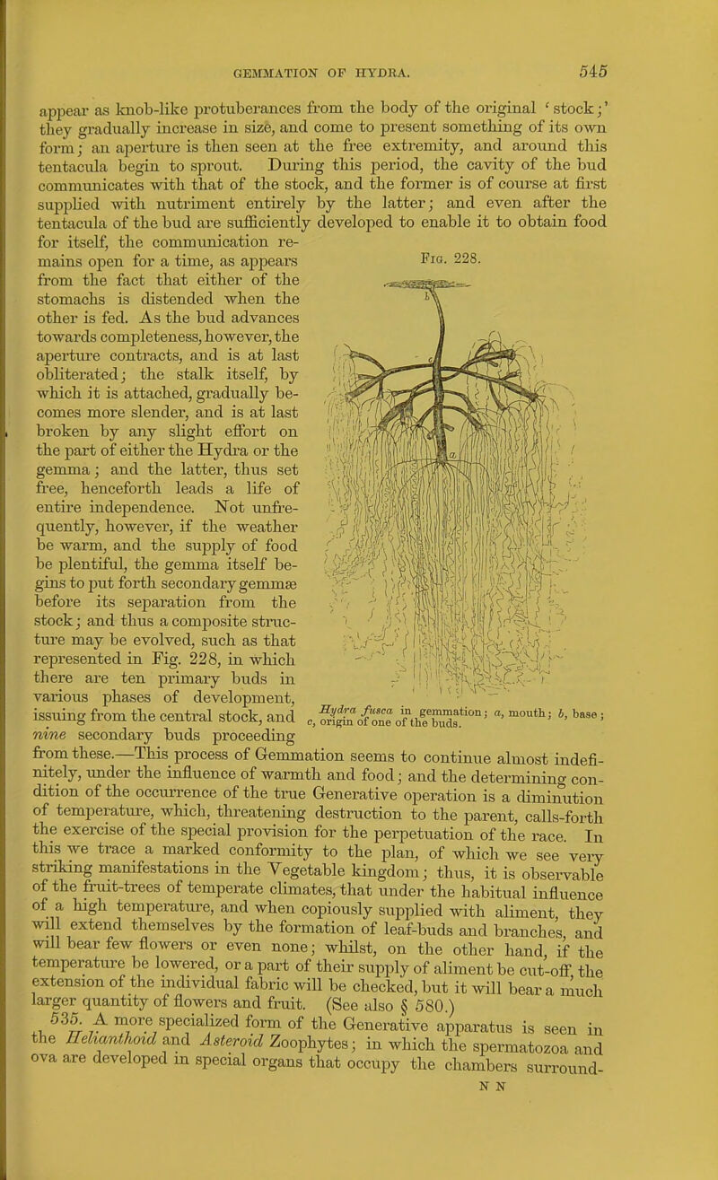 appear as knob-like protuberances from the body of the original ' stock;' they gradually increase in size, and come to present something of its o-wn form; an aperture is then seen at the free extremity, and around this tentacula begin to sprout. During this jDeriod, the cavity of the bud communicates with that of the stock, and the former is of course at first supplied with nutriment entirely by the latter; and even after the tentacula of the bud are sufficiently developed to enable it to obtain food for itself, the communication re- mains open for a time, as appears Pio. 228. from the fact that either of the stomachs is distended when the other is fed. As the bud advances towards completeness, however, the aperture contracts, and is at last obliterated; the stalk itself, by which it is attached, gradually be- comes more slender, and is at last broken by any slight effort on the part of either the Hydra or the gemma; and the latter, thus set free, henceforth leads a life of entire independence. Not unfre- quently, however, if the weather be warm, and the supjjly of food be plentiful, the gemma itself be- gins to put forth secondary gemmae before its separation from the stock; and thus a composite struc- ture may be evolved, such as that repi-esented in Fig. 228, in which there are ten primary buds in various phases of development, issuing from the central stock, and nine secondary buds proceeding from these.—This process of Gemmation seems to continue almost indefi- nitely, under the influence of warmth and food; and the determining con- dition of the occurrence of the true Generative operation is a diminution of temperature, which, threatening destruction to the parent, calls-forth the exercise of the special provision for the perpetuation of the race. In this we trace a marked conformity to the plan, of which we see very striking manifestations in the Yegetable kingdom; thus, it is observable of the fruit-trees of temperate climates, that under the habitual influence of a high temperature, and when copiously supplied with aliment they will extend themselves by the formation of leaf-buds and branches, and will bear few flowers or even none; whilst, on the other hand, if the temperature be lowered, or a part of their supply of aliment be cut-off the extension of the individual fabric will be checked, but it will bear a much larger quantity of flowers and fruit. (See also § 580 ) 535. A more specialized form of the Generative apparatus is seen in the ZTeWW and Asteroid Zoo^\jie^- in which the spermatozoa and ova are developed m special organs that occupy the chambers surround- N N Hydra fusca in gemination; a, mouth : b, base : c, origin of one of the buds.