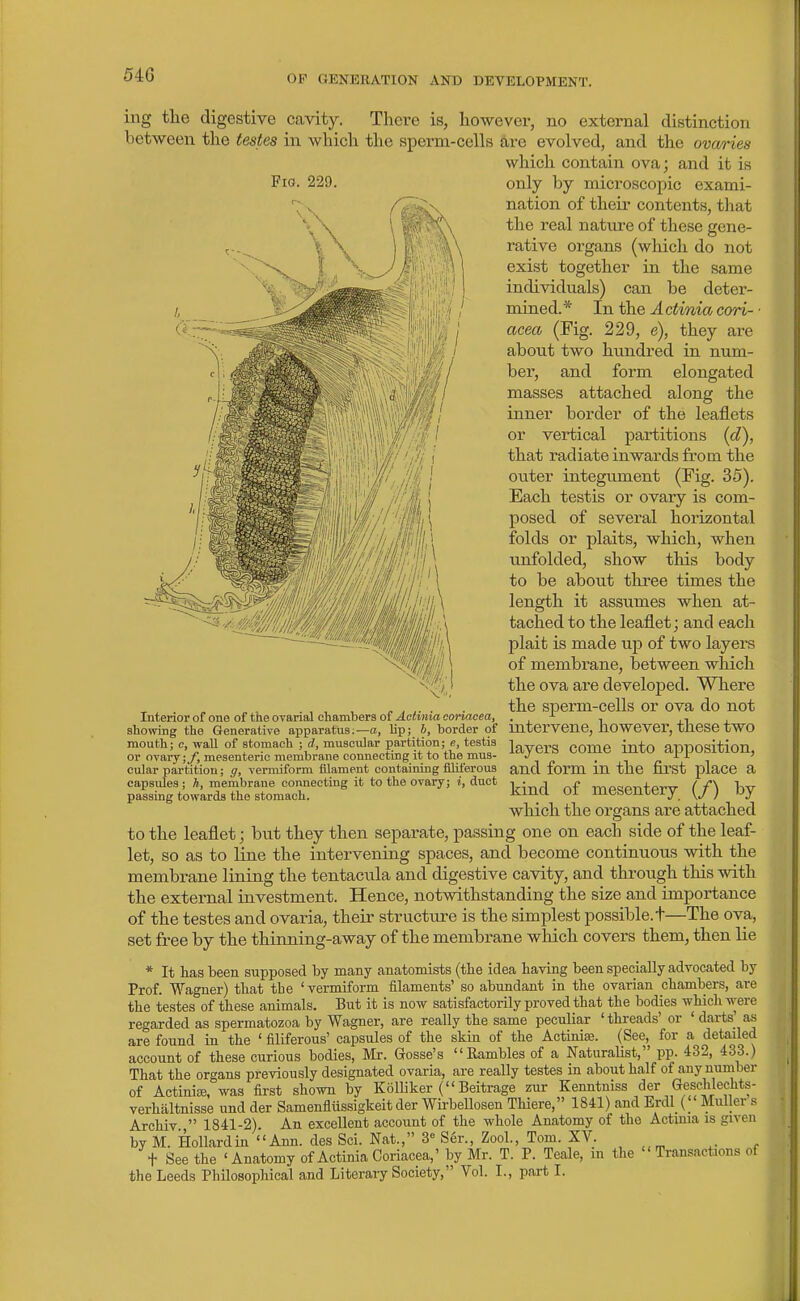 OF GENERATION AND DEVELOPMENT. ing the digestive cavity. Thci^e is, liowevcr, no external distinction between the testes in which the sperm-cells are evolved, and the ovm-ies which contain ova; and it is Fio. 229. only by microscopic exami- nation of their contents, that the real nature of these gene- rative organs (which do not exist together in the same individuals) can be deter- mined.* In the Actinia cori- ■ acea (Fig. 229, e), they are about two hundred in num- ber, and form elongated masses attached along the inner border of the leaflets or vertical partitions {d), that radiate inwards from the outer integument (Fig. 35). Each testis or ovary is com- posed of several horizontal folds or plaits, which, when unfolded, show this body to be about three times the length it assumes when at- tached to the leaflet; and each plait is made up of two layers of membrane, between which the ova are developed. Where , , , ...... the sperm-cells or ova do not Intenor of one of tne ovanal chambera of Actinia conacea, . , , i . showing the Generative apparatus;—a, lip; b, border of mterveue, howevor, thCSe tWO mouth; c.waU of stomach ; d,muaciUar partition; fi, testis J^verS COmC iuto appositiou, or ovaiy;_/, mesenteric membrane connectmg it to the mus- . , n ^ cular partition; g, vei-miform filament containing filiferous and form in the first place a capsules ; h, membrane connecting it to the ovary; i, duct -^^^^ q£ mesentery (/) by which the organs are attached passing towards the stomach. to the leaflet; but they then separate, passing one on each side of the leaf- let, so as to line the intervening spaces, and become continuous with the membrane lining the tentacula and digestive cavity, and through this with the external investment. Hence, notwithstanding the size and importance of the testes and ovaria, their structure is the simplest possible, t—The ova, set free by the thinning-away of the membrane which covers them, then lie * It has been supposed by many anatomists (tlie idea having been specially advocated by Prof. Wagner) that the 'vermiform filaments' so abundant in the ovarian chambers, are the testes^of these animals. But it is now satisfactorily proved that the bodies whicli were regarded as spermatozoa by Wagner, are really the same peculiar 'threads' or ' darts' a« are found in the ' filiferous' capsules of the skin of the Actiniae. (See, for a detailed account of these curious bodies, Mr. Gosse's Eambles of a Naturalist, pp. 432, 433.) That the organs previously designated ovaria, are really testes in about half of any number of Actinite, was first shown by Kolliker ( Beitrage zur Kenntniss der Geschlechts- verhaltnisse und der Samenfliissigkeit der Wii-bellosen Thiere, 1841) and Erdl ( Muller s Archiv., 1841-2). An excellent account of the whole Anatomy of the Actmia is given by M. Hollardin Ann. des Sci. Nat., 3» Ser., Zool., Tom. XV. t See the 'Anatomy of Actinia Coriacea,' by Mr. T. P. Teale, in the Transactions of the Leeds Philosophical and Literary Society, Vol. I., part I.