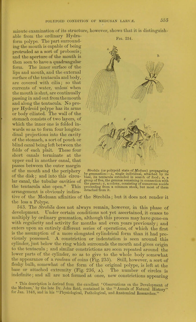 POLYPOID CONDITION OF MEDUSAN LAItV^. Fia. 234. millute examinatiou of its structure, however, shows that it is distinguish- able from the ordinary Hydra- fox-m polype. The part surround- ing the mouth is capable of being protruded as a sort of proboscis; and the aperture of the mouth is then seen to have a quadrangular form. The inner surface of the lips and mouth, and the external surface of the tentacula and body, are covered with cilia j so that cuiTcnts of water, unless when the mouth is shut, are continually passing in and out fi-om the mouth and along the tentacula. 'No pro- per Hydroid polype has its arms or body ciliated. The wall of the stomach consists of two layers, of which the inner one is folded in- wards so as to form four longitu- dinal projections into the cavity of the stomach, a sort of pouch or blind canal being left between the folds of each plait. These four short canals terminate at the upper end in another canal, that passes between the outer margin of the mouth and the periphery Strohila (or polypoid state of Medusa) propagating f. ,-1 T 1 T • J, j_i • • by gemmation:—A, single individual, attached by its Ot the disk; and into this Circu- base, its tentacula extended in search of food; b, a lar canal, the tubular cavities of group of five, the gemma remaining in connection with , ' » mi • the parent; c, a colony, eonsistmg of numerous zooids tne tentacula also open.* 1ms proceeding from a common stock, but most of them arrangement is obviously indica- detached from it. tive of the Medusan affinities of the Strobila; but it does not render it the less a Polype. 543. The Strohila does not always remain, however, in this phase of development. Under certain conditions not yet ascertained, it ceases to multiply by ordinary gemmation, although this process may have gone-on with regularity and activity for months and even years previously j and enters upon an entirely different series of operations, of which the first is the assumption of a more elongated cylindrical form than it had pre- viously possessed. A constriction or indentation is seen around this cylinder, just below the ring which surrounds the mouth and gives origin to the tentacula; and similar constrictions are soon repeated around the lower parts of the cylinder, so as to give to the -whole body somewhat the appearance of a rouleau of coins (Fig. 235). Still, however, a sort of fleshy bulb, somewhat of the form of the original polype, is left at the base or attached extremity (Pig. 236, a). The number of circles is indefinite; and all are not formed at once, new constrictions appearing * This description is derived from the excellent ' Observations on the Development of the Medusae,' by tlie late Dr. John Reid, contained in the Annals of Natural History for Jan. 1848, and in his Physiological, Pathological, and Anatomical Researches.