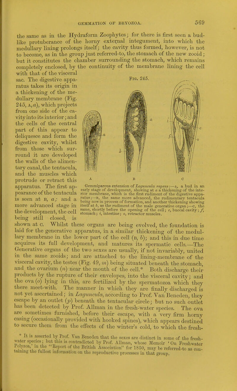 Fig. 245. the same as iu the Hyclraform Zoophytes; for there is first seen a bud- like protuberance of the horny external integument, into which the medulhuy lining prolongs itself; the cavity thus formed, however, is not to become, as in the group just referred-to, the stomach of the new zooid; but it constitutes the chamber surrounding the stomach, which remains completely enclosed, by the continuity of the membrane lining the cell with that of the visceral sac. The digestive appa- ratus takes its origin in a thickening of the me- dullary membrane (Fig. 245, A,«), which projects from one side of the ca- vity into its intei'ior; and the cells of the central pai-t of this appear to deliquesce and foi-m the digestive cavity, whilst from those which sur- round it are developed the walls of the alimen- tary canal, the tentacula, and the muscles which protiTide or retract this a b o apparatus. The first ap- Gemmiparous extension of Lagunmila repens:—A, a bud in an f,-\ .1 1 early stage of development, shomng at a a thickening of the inte- pearance OI tne tentacula rior membrane, which is the first rudiment of the digestive appa- is seen at B a' and a —b, the same more advanced, the rudimentary tentacula ' ■' . bein^ now in process of formation, and another thickening showing more advanced stage m itselt at b, as the rudiment of the male generative organ ;—c, the tlip flp-i7plnnTnf^n+ +1ta ppII ^^'^^^'^J before the opening of the cell; c, buccal cavity; /, tne development, tne ceil stomach; i, intestine; o, retractor muscles. being still closed, is shown at c. Whilst these organs are being evolved, the foundation is laid for the generative apparatus, in a similar thickening of the medul- laiy membrane in the lower part of the cell (b, h); and this in due time acquires its full development, and matures its spermatic cells.—The Generative organs of the two sexes are usually, if not invariably, united in the same zooids; and are attached to the lining-membrane of the visceral cavity, the testes (Fig. 49, m) being situated beneath the stomach, and the ovarium {n) near the mouth of the cell.* Both discharge their products by the rupture of their envelopes, into the visceral cavity; and the ova (o) lying in this, are fertilized by the spermatozoa which they there meet-with. The manner in which they are finally discharged is not yet ascertained; in Laguncula, according to Prof Yan Beneden, they escape by an outlet (2?) beneath the tentacular circle; but no such outlet has been detected by Prof Allman in the fresh-water species. The ova are sometimes furnished, before their escape, with a very firm horny casmg (occasionally provided with hooked spines), which aj^pears destined to secure them from the effects of the winter's cold, to which the fresh- * It is asserted by Prof. Van Beneden that the sexes are distinct in some of the fresh- water species; but this is contracUcted by Prof. Allman, whose Memoir 'On Freshwater Polyzoa in the 'Report of the British Association for 1850, may be referred-to as con- taining the fullest information on the reproductive processes in that group