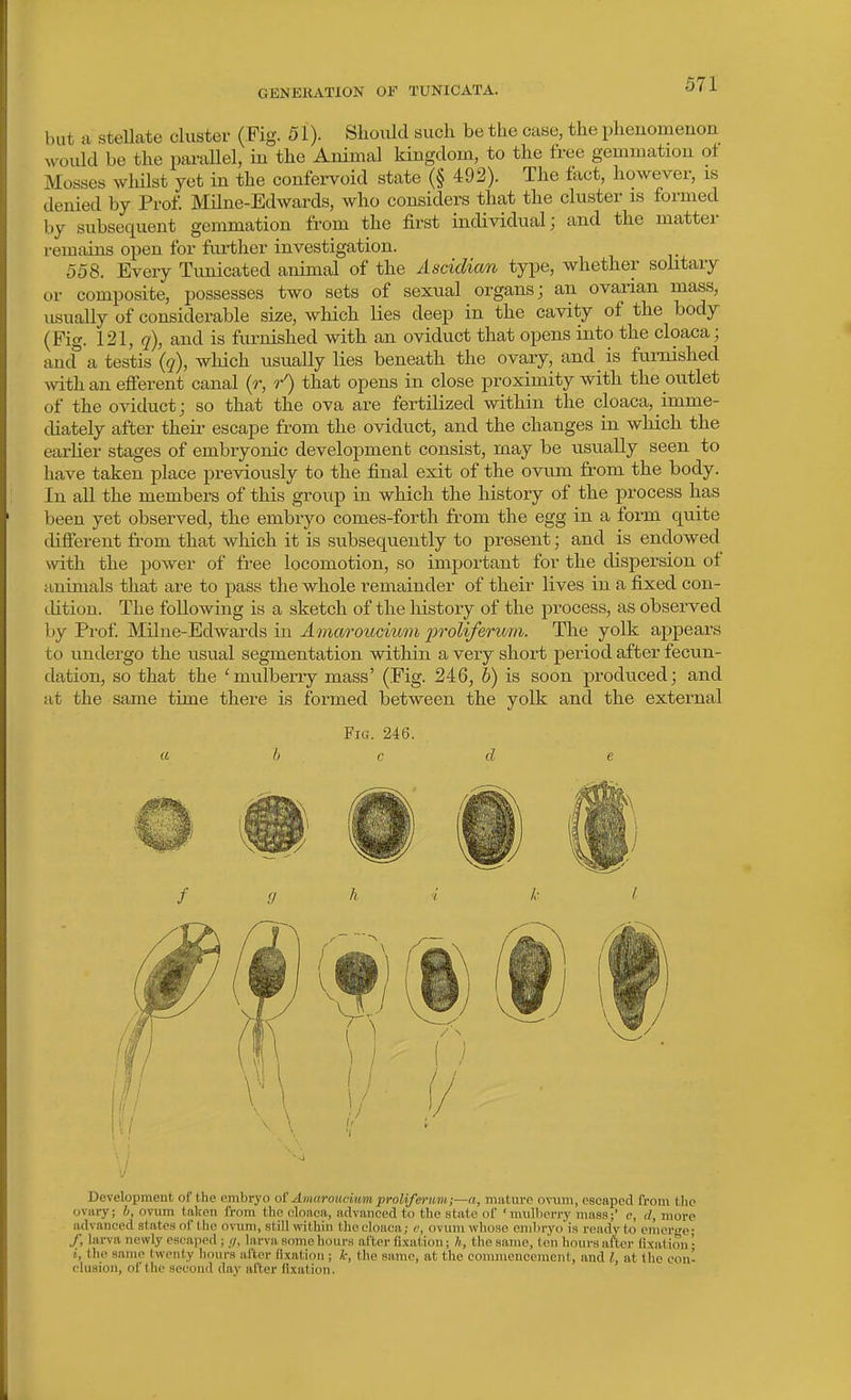 l)ut a Stellate cluster (Fig. 51). Shoixld such be the case, the phenomenon would be the parallel, in the Animal kingdom, to the free gemmation ot Mosses whilst yet in the confei-void state (§ 492). The fact, however, is denied by Prof. Milne-Edwards, who considers that the cluster is formed by subsequent gemmation from the first individual; and the matter remains open for fiu^ther investigation. 558. Every Tunicated animal of the Ascidian type, whether solitary or composite, possesses two sets of sexual organs; an ovarian mass, usually of considerable size, which lies deep in the cavity of the body (Fig. 121, <?), and is furnished Avith an oviduct that opens into the cloaca; ancf a testis (?), wliich usually lies beneath the ovary, and_ is furnished with an efferent canal (r, r') that opens in close proximity with the outlet of the oviduct; so that the ova are fertilized within the cloaca, imme- chately after their escape from the oviduct, and the changes in which the earlier stages of embryonic development consist, may be usually seen to have taken place previously to the final exit of the ovum from the body. In all the members of this group in which the history of the process has been yet observed, the embryo comes-forth from the egg in a form quite different from that which it is subsequently to present; and is endowed with the power of free locomotion, so important for the dispersion of animals that are to pass the whole remainder of their lives in a fixed con- dition. The following is a sketch of the liistory of the process, as observed by Prof Milne-Edwards in Amaroucium 'proliferum. The yolk appears to undergo the usual segmentation within a very short period after fecun- dation, so that the 'mulberry mass' (Fig. 246, h) is soon produced; and at the same time there is formed between the yolk and the external Fig. 246. Development of the embryo ot Amarourium prolifertim;—a, mature ovxun, escaijed from tlic oviiry; b, ovum taken from the cloaca, advanced to the state of 'mulberry mass;' c, d, more advanced states of the ovum, still within tlicclones; c, ovum wlios6 pmI)rvo is roudy to cmcrtjo' ./; larva newly oscaiied ; larva some hours al'ter fixation; h, the same, ton hours after Uxal ion • i, the same twenty liours after fixation; k, the same, at the eommencement, and I, at llie con- elusion, of the second day after fixation.