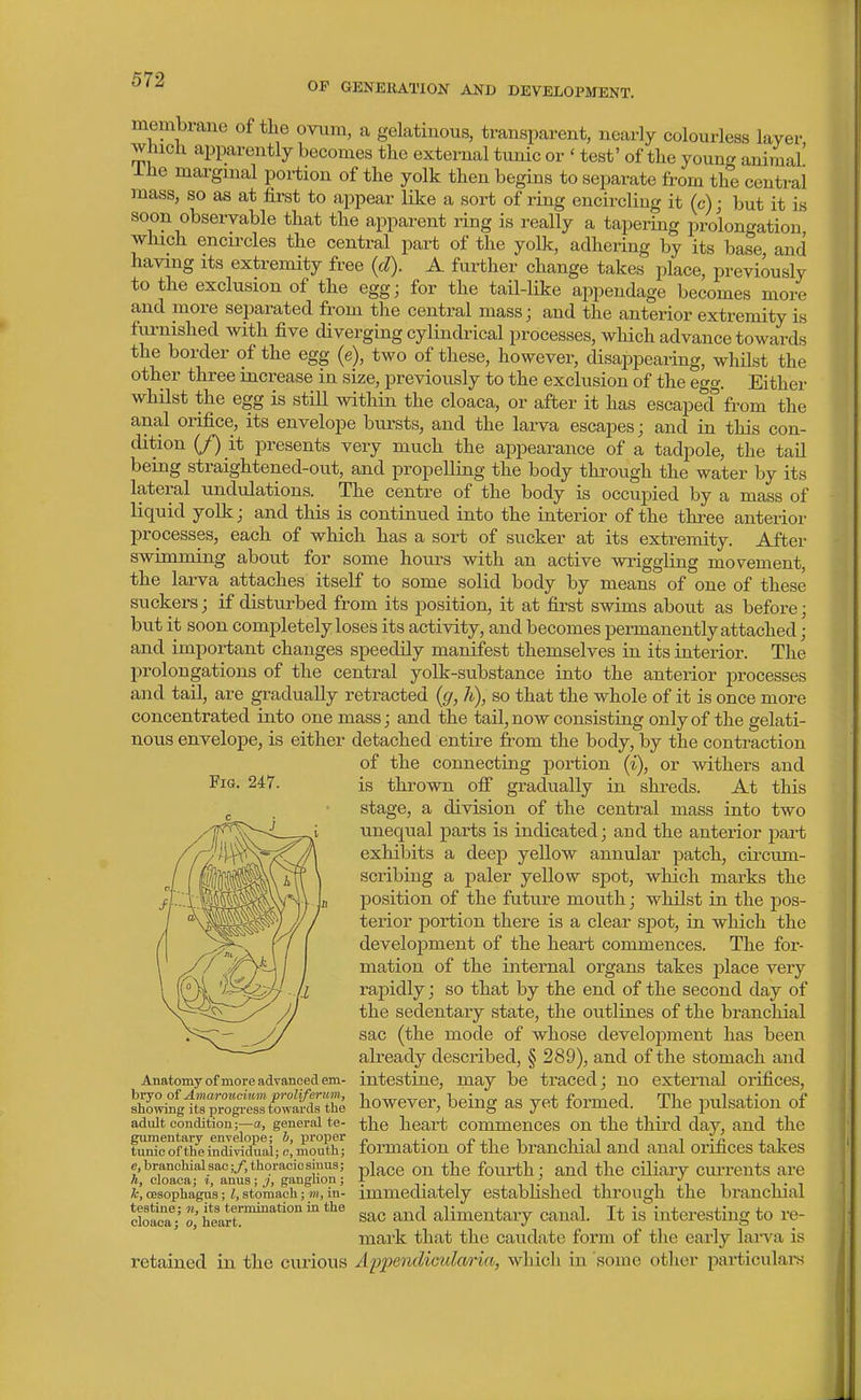 OF GBNEUATION AND DEVELOPMENT. membrane of the ovnm, a gelatinous, transparent, nearly colourless layer which apparently becomes the external tunic or ' test' of the young animal' Ihe marginal portion of the yolk then begins to separate from the central ]nass, so as at first to appear like a sort of ring encircling it (c); but it is soon observable that the apparent ring is really a tapering prolongation which encircles the central part of the yolk, adhering by its base and having its extremity free {d). A further change takes place, previously to the exclusion of the egg; for the tail-like ajipendage becomes more and more separated from the central mass; and the anterior extremity is furnished with five diverging cylindrical processes, which advance towards the border of the egg (e), two of these, however, disappearing, whilst the other three increase in size, previously to the exclusion of the egg. Either whilst the egg is still within the cloaca, or after it has escaped* from the anal orifice, its envelope bursts, and the larva escapes; and in this con- dition (/) it presents very much the appearance of a tadpole, the taU being straightened-out, and propelling the body through the water by its lateral undulations. The centre of the body is occupied by a mass of liquid yolk; and this is continued into the interior of the three anterior processes, each of which has a sort of sucker at its extremity. After swimming about for some hoiu^s with an active wriggling movement, the larva attaches itself to some solid body by means of one of these suckers; if disturbed from its position, it at first swims about as before; but it soon completely loses its activity, and becomes permanently attached; and important changes speedily manifest themselves in its interior. The prolongations of the central yolk-substance into the anterior i^rocesses and tan, are gradually retracted {g, h), so that the whole of it is once more concentrated into one mass; and the tail,now consisting only of the gelati- nous envelope, is either detached entire from the body, by the contraction of the connecting portion (i), or withers and thrown off gradually in shreds. At this Fig. 247. is stage, a division of the central mass into two unequal parts is indicated; and the anterior part exhibits a deep yellow annular patch, cu-cum- scribing a paler yellow spot, which marks the position of the future mouth; whilst in the pos- terior portion there is a clear sjDot, in which the development of the heart commences. The for- mation of the internal organs takes place very rapidly; so that by the end of the second day of the sedentary state, the outlines of the branchial sac (the mode of whose development has been already described, § 289), and of the stomach and intestine, may be traced; no external orifices, however, being as yet formed. The jjulsation of , .., „ the heart commences on the third day, and the gumentary envelope; b, proper „ . />ni i-i i t • n xi tunic of the individual; c, mouth; formation oi the branchial and anal orifices takes c,branchialsac;/,thoraoicsiuus; ^i^^q ^]^g fourth; and the ciliaiy cm-rents are h, cloaca; t, anus;,?, ganglion; f t x i j. i t i i i It. i i • i fc,oesophagus;/..stomach;m,in- immediately estabuslied through the brancmal clf^T/ sac and alimentary canal. It is interesting to re- mark that the caudate form of the early larva is retained in the curious Appendicularia, which in some other particulars Anatomy of more advanced em- bryo o{ Amaro2tcium proUferum, showing its progi'ess towards the adidt condition;—a, general te