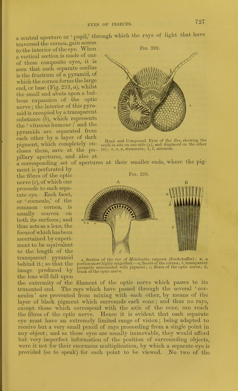 EYES OF INSECTS. Fia. 292. Head and Compound Eyes of the Bee, showing the ocelli in situ, on one side (a), and displaued on the other (b) ; o, a, a, stemmata; h, b, anteunce. Fig. 293. a central aperture or ' pupil,' through which the rays of light that have traversed the cornea, gain access to the interior of the eye. When a vertical section is made of one of these composite eyes, it is seen that each sepai-ate ocellus is the frustrum of a pyramid, of which the cornea forms the large end, or base (Fig. 293, a), whilst the small end abuts upon a bul- bous expansion of the optic nei-ve; the interior of this pyra- mid is occu]3ied by a transparent substance (6), which represents the ' vitreous humoiir :' and the pyramids are separated from each other by a layer of dark pigment, which comj)letely en- closes them, save at the pu- pillary apertures, and also at a corresponding set of apertures at their smaller ends, where the pig- ment is perforated by the fibres of the optic nerve (c), of which one proceeds to each sepa- rate eye. Each facet, or 'corneule,' of the common cornea, is usually convex on both its surfaces; and thus acts as a lens, the focus of whichhasbeen ascertained by experi- ment to be equivalent to the length of the transparent pyramid behind it; so that the image produced by the lens vnW fall upon the extremity of the filament of the optic nerve which passes to its truncated end. The rays which have passed through the several ' cor- neules' are prevented from mixing with each other, by means of the layer of black pigment which suiTounds each cone; and thus no rays, except those which correspond with the axis of the cone, can reach the fibres of the optic nerve. Hence it is evident that each separate eye must have an extremely limited range of vision; being adapted to receive but a very small pencil of rays proceeding from a single point in any object; and as these eyes are usvially immovable, they wovild aflbrd but very imperfect information of the position of surrounding objects, were it not for their enormous multiplication, by which a separate eye is provided (so to speak) for each point to be viewed. No two of the A, Section of the eye of Melolontlia vidi/iiris (CockchaiFer) : B, a portion more highly magnified:—a, facets oi the coi-nea; 7>, transparent pyramids surrounded with pigment; c, fibres of the optic nerve; d, trunk of the optic nerve.