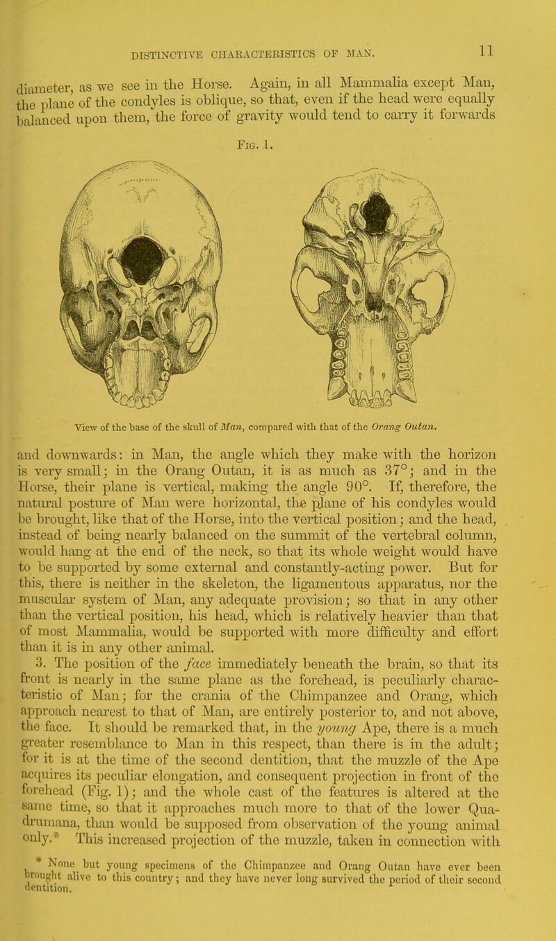 diameter, as we see in the Horse. Again, in all Mammalia except Man, the plane of the condyles is oblique, so that, even if the head were equally balanced upon them, the force of gravity would tend to carry it forwards Fig. I. View of the base of the skull of Man, compared with that of the Orang Outan, and do^NTiwards: in Man, the angle which they make with the horizon is very small; in the Orang Outan, it is as much as 37°; and in the Horse, their plane is vertical, making the angle 90°. If, therefore, the natural posture of Man were horizontal, the plane of his condyles would be brought, like that of the Horse, into the vertical position; and the head, instead of being nearly balanced on the summit of the vertebral column, would hang at the end of the neck, so that its whole weight would have to be supported by some external and constantly-acting power. But for this, there is neither in the skeleton, the ligamentous apparatus, nor the muscular system of Man, any adequate provision; so that in any other than the vertical position, his head, which is relatively heavier than that of most Mammalia, would be supported with more difficulty and effort than it is in any other animal. 3. The position of the face immediately beneath the brain, so that its front is nearly in the same plane as the forehead, is peculiarly charac- teristic of Man; for the crania of the Chimpanzee and Orang, which approach nearest to that of Man, are entirely posterior to, and not above, the face. It should be remarked that, in the young Ape, there is a much greater resemblance to Man in this respect, than there is in the adult; for it is at the time of the second dentition, that the muzzle of the Ape acquires its peculiar elongation, and consequent projection in front of the forehead (Fig. 1); and the whole cast of the featiu-es is altered at the same time, so that it approaches much more to that of the lower Qua- drumana, than would be sui)poscd from observation of tlie young animal only.* This increased projection of the muzzle, taken in connection with * None but young specimens of the Chimpanzee and Orang Outan liavc ever been brought alive to this country; and they Iiave never long survived the period of their second dentition.