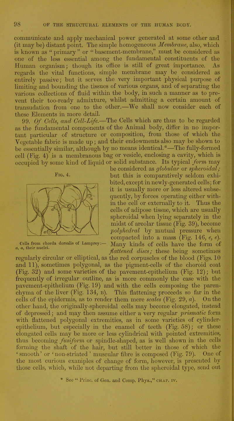 communicate and apply mechanical power generated at some other and (it may be) distant point. The simple homogeneous Membrane, also, which is known as  primary  or  basement-membrane, miist be considered as one of the less essential among the fundamental constituents of the Human organism; though its office is still of great importance. As regards the vital functions, simple membrane may be considered as entirely passive; but it serves the very important physical purpose of limiting and bounding the tissues of various organs, and of separating the various collections of fluid within the body, in such a manner as to pre- vent their too-ready admixture, whilst admitting a certain amount of transudation from one to the other.—We shall now consider each of these Elements in more detail. 99. Of Cells, and Cell-Life.—The Cells which are thus to be regai'ded as the fundamental components of the Animal body, differ in no impor- tant pai-ticular of structure or composition, from those of which the Vegetable fabric is made up; and their endowments also may be shown to be essentially similar, although by no means identical.*—The fully-formed cell (Fig. 4) is a membranoiis bag or vesicle, enclosing a cavity, which is occupied by some kind of liquid or solid substance. Its typical /o?-m may be considered as globular or s2yheroidal ; Fig. 4. this is comparatively seldom exhi- bited, except in newly-generated cells; for it is usually more or less altered subse- quently, by forces operating either with- in the cell or externally to it. Thus the cells of adipose tissue, which are usually spheroidal when lying separately in the midst of areolar tissue (Fig. 39), become polyhedral by mutual pressui'e when compacted into a mass (Fig. 146, e, e). Cells from ^horda dorsalis of Lamprey:— Many kinds of CClls liaVC the form of '  flattened discs; these being sometimes regularly circular or elliptical, as the red corpuscles of the blood (Figs. 10 and 11), sometimes polygonal, as the pigment-cells of the choroid coat (Fig. 32) and some vai'ieties of the pavement-epithelium (Fig. 12); but frequently of irregular outline, as is more commonly the case with the pavement-epithelium (Fig. 19) and with the cells composing the pai'en- chyma of the liver (Fig. 134, b). This flattening proceeds so far in the cells of the epidermis, as to render them mere scales (Fig. 29, a). On the other hand, the originally-spheroidal cells may become elongated, instead of depressed; and may then assume either a very regailai p7'ismatic form with flattened polygonal extremities, as in some varieties of cylinder- epithelium, but especially in the enamel of teeth (Fig. 58); or these elongated cells may be more or less cylindrical with pointed extremities, thus becoming fusiform or sj^indle-shaped, as is well shown in the cells forming the shaft of the hair, but still better in those of which the ' smooth' or 'non-striated ' muscular fibre is composed (Fig. 79). One of the most curious examples of change of form, however, is presented by those cells, which, while not departing from the spheroidal type, send out * See  Princ. of Gen. and Comp. Phys., chap. iv.