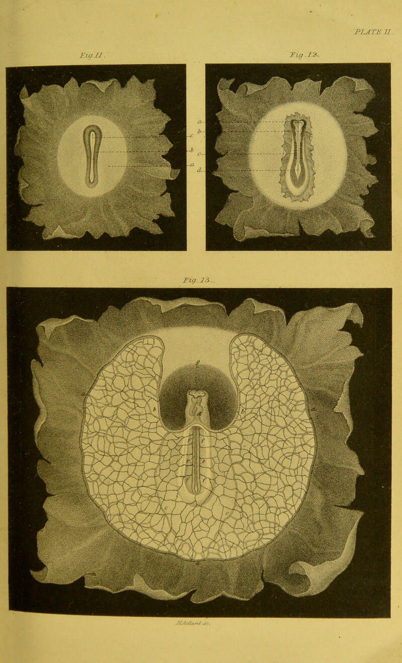 PLATE U Tig .IJ Fig. 23 . J^JlMan/ .Jr.