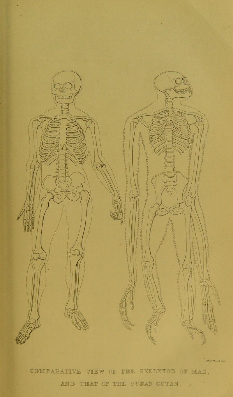 COMPARATIVE VIEW OF THE EKE LET OK OF MA3f, AITB THAT OF TJIE OTU3RAS- OUT AN. .