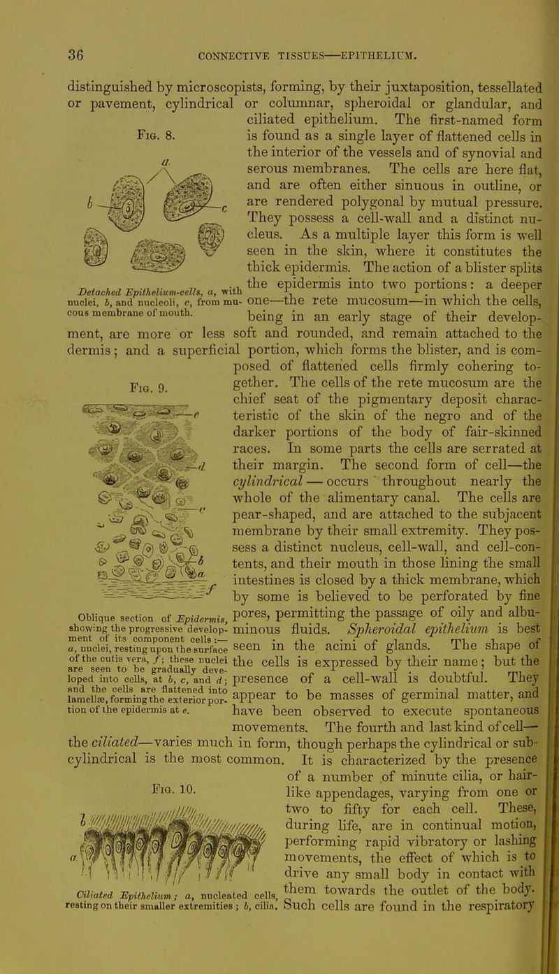 Fig. 8. Detached Epithelium-cells, a, with Fig. 9. distinguished by microscopists, forming, by their juxtaposition, tessellated or pavement, cylindrical or columnar, spheroidal or glandular, and ciliated epithelium. The first-named form is found as a single layer of flattened cells in the interior of the vessels and of synovial and serous membranes. The cells are here flat, and are often either sinuous in outline, or are rendered polygonal by mutual pressure. They possess a cell-wall and a distinct nu- cleus. As a multiple layer this form is well seen in the skin, where it constitutes the thick epidermis. The action of a blister splits the epidermis into two portions: a deeper nudeir^and^micieoiVc/fro^ mu- one—the rete mucosum—in which the cells, cous membrane of mouth. being in an earIy gtage of their develop- ment, are more or less soft and rounded, and remain attached to the dermis; and a superficial portion, which forms the blister, and is com- posed of flattened cells firmly cohering to- gether. The cells of the rete mucosum are the chief seat of the pigmentary deposit charac- teristic of the skin of the negro and of the darker portions of the body of fair-skinned races. In some parts the cells are serrated at their margin. The second form of cell—the cylindrical — occurs ' throughout nearly the whole of the alimentary canal. The cells are pear-shaped, and are attached to the subjacent membrane by their small extremity. They pos- sess a distinct nucleus, cell-wall, and cell-con- tents, and their mouth in those lining the small intestines is closed by a thick membrane, which by some is believed to be perforated by fine Oblique section of Epidermi,, P°res> permitting the passage of oily and albu- showing the progressive develop- minous fluids. Spheroidal epithelium is best ment of its component cells:— , i • •r> i j mi t. _ „e a, nuclei, resting upon the surface seen m the acmi of glands. iHe Shape Ot ofthecutisvera,/; these nuclei the cells is expressed bv their name: but the are seen to be gradually deve- „ . * J , ' loped into ceils, at b, c, and d; presence of a cell-wall is doubtful. Iney itleft aPPear t0 be masses of germinal matter, and tion of the epidermis at e. have been observed to execute spontaneous movements. The fourth and last kind of cell— the ciliated—varies much in form, though perhaps the cylindrical or sub- cylindrical is the most common. It is characterized by the presence of a number of minute cilia, or hair- like appendages, varying from one or two to fifty for each cell. These, during life, are in continual motion, performing rapid vibratory or lashing movements, the effect of which is to drive any small body in contact with Ciliated EpitKeU™- a, nucleated cells, Jem towards the outlet of the body, resting on their smaller extremities ; b, cilin. blicll Cells are found in the respiratory m£7 ®3 &^£* Fig. 10.