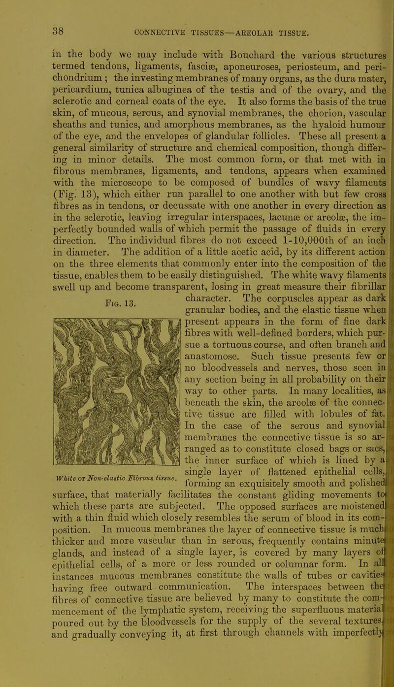 Fig. 13. in the body we may include with Bouchard the various structures termed tendons, ligaments, fascial, aponeuroses, periosteum, and peri- chondrium ; the investing membranes of many organs, as the dura mater, pericardium, tunica albuginea of the testis and of the ovary, and the sclerotic and corneal coats of the eye. It also forms the basis of the true skin, of mucous, serous, and synovial membranes, the chorion, vascular sheaths and tunics, and amorphous membranes, as the hyaloid humour of the eye, and the envelopes of glandular follicles. These all present a general similarity of structure and chemical composition, though difler- ing in minor details. The most common form, or that met with in fibrous membranes, ligaments, and tendons, appears when examined with the microscope to be composed of bundles of wavy filaments (Fig. 13), which either run parallel to one another with but few cross fibres as in tendons, or decussate with one another in every direction as in the sclerotic, leaving irregular interspaces, lacunas or areola?, the im- perfectly bounded walls of which permit the passage of fluids in every direction. The individual fibres do not exceed 1-10,000th of an inch in diameter. The addition of a little acetic acid, by its different action on the three elements that commonly enter into the composition of the tissue, enables them to be easily distinguished. The white wavy filaments swell up and become transparent, losing in great measure their fibrillar character. The corpuscles appear as dark granular bodies, and the elastic tissue when present appears in the form of fine dark fibres with well-defined borders, which pur- sue a tortuous course, and often branch and I anastomose. Such tissue presents few or no bloodvessels and nerves, those seen inf any section being in all probability on their! way to other parts. In many localities, as I beneath the skin, the areola? of the connec- tive tissue are filled with lobules of fat. In the case of the serous and synovial! membranes the connective tissue is so ar- ranged as to constitute closed bags or sacs,l the inner surface of which is fined by al single layer of flattened epithelial cells,! forming an exquisitely smooth and polished surface, that materially facilitates the constant gliding movements which these parts are subjected. The opposed surfaces are moistenec with a thin fluid which closely resembles the serum of blood in its com- position. In mucous membranes the layer of connective tissue is mucl: thicker and more vascular than in serous, frequently contains in i nut glands, and instead of a single layer, is covered by many layers of epithelial cells, of a more or less rounded or columnar form. In all) instances mucous membranes constitute the walls of tubes or cavitieJ having free outward communication. The interspaces between thai fibres of connective tissue are believed by many to constitute the com J mencement of the lymphatic system, receiving the superfluous material poured out by the bloodvessels for the supply of the several texturesfl and gradually conveying it, at first through channels with imperfecta i White or Non-elastic Fibrous tissue. i