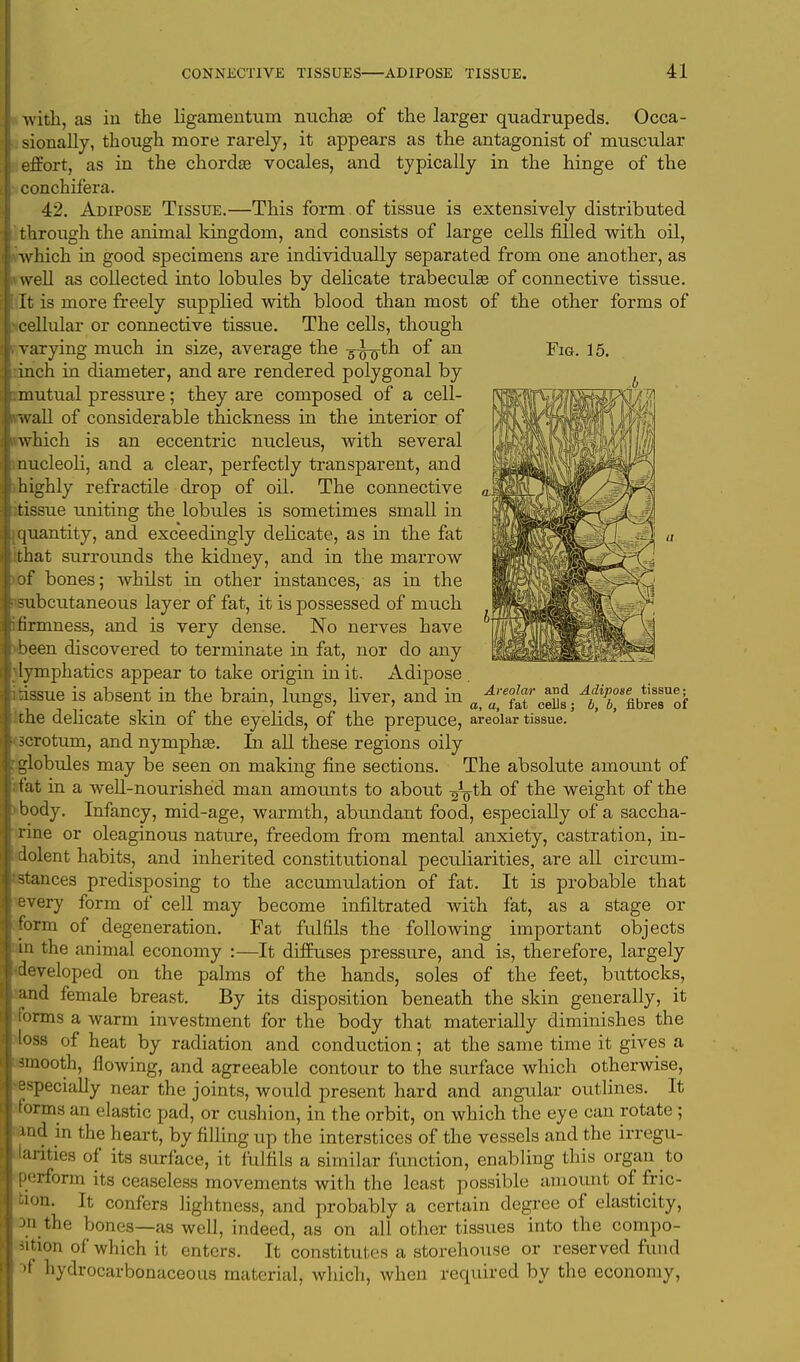 Fig. 15. with, as in the ligamentuin nuchae of the larger quadrupeds. Occa- sionally, though more rarely, it appears as the antagonist of muscular effort, as in the chorda? vocales, and typically in the hinge of the conchifera. 42. Adipose Tissue.—This form of tissue is extensively distributed through the animal kingdom, and consists of large cells filled with oil, which in good specimens are individtially separated from one another, as well as collected into lobules by delicate trabecule of connective tissue. It is more freely supplied with blood than most of the other forms of cellular or connective tissue. The cells, though varying much in size, average the s^th of an inch in diameter, and are rendered polygonal by mutual pressure; they are composed of a cell- wall of considerable thickness in the interior of which is an eccentric nucleus, with several nucleoli, and a clear, perfectly transparent, and highly refractile drop of oil. The connective tissue uniting the lobules is sometimes small in quantity, and exceedingly delicate, as in the fat that surrounds the kidney, and in the marrow of bones; whilst in other instances, as in the subcutaneous layer of fat, it is possessed of much firmness, and is very dense. No nerves have been discovered to terminate in fat, nor do any lymphatics appear to take origin in it. Adipose tissue is absent in the brain, lungs, liver, and in ^tTcS; tTfibrTof the delicate skin of the eyelids, of the prepuce, areolar tissue, scrotum, and nymphse. In all these regions oily globules may be seen on making fine sections. The absolute amount of fat in a well-nourished man amounts to about -^th. of the weight of the body. Infancy, mid-age, warmth, abundant food, especially of a saccha- rine or oleaginous nature, freedom from mental anxiety, castration, in- dolent habits, and inherited constitutional peculiarities, are all circum- stances predisposing to the accumulation of fat. It is probable that every form of cell may become infiltrated with fat, as a stage or form of degeneration. Fat fulfils the following important objects in the animal economy :—It diffuses pressure, and is, therefore, largely developed on the palms of the hands, soles of the feet, buttocks, and female breast. By its disposition beneath the skin generally, it iorms a warm investment for the body that materially diminishes the loss of heat by radiation and conduction; at the same time it gives a smooth, flowing, and agreeable contour to the surface which otherwise, especially near the joints, would present hard and angular outlines. It forms an elastic pad, or cushion, in the orbit, on which the eye can rotate ; I in the heart, by filling up the interstices of the vessels and the irregu- larities of its surface, it fulfils a similar function, enabling this organ to perform its ceaseless movements with the least possible amount of fric- tion. It confers lightness, and probably a certain degree of elasticity, 3n the bones—as well, indeed, as on all other tissues into the compo- sition of which it enters. It constitutes a storehouse or reserved fund hydrocarbonaceous material, which, when required by the economy,