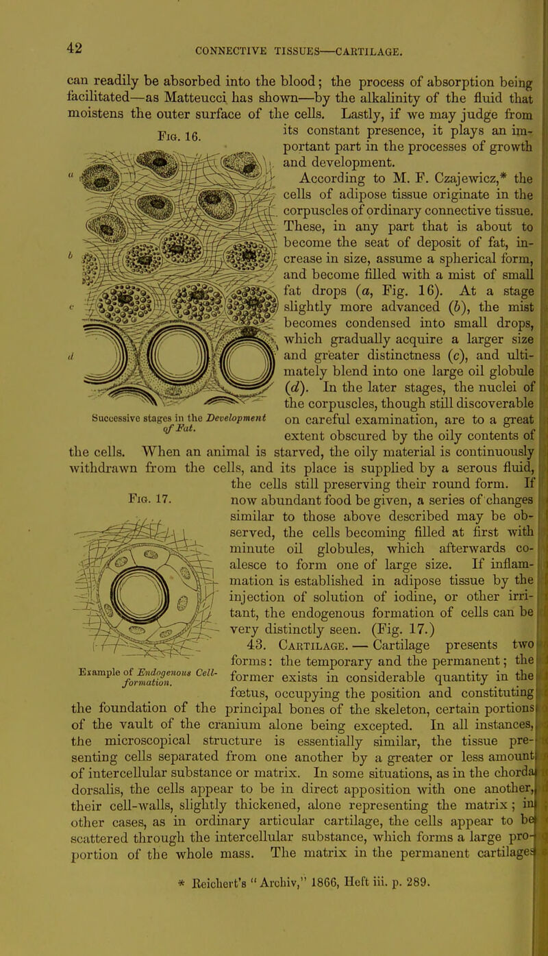 Fie. 16. can readily be absorbed into the blood; the process of absorption being facilitated—as Matteucci lias shown—by the alkalinity of the fluid that moistens the outer surface of the cells. Lastly, if we may judge from its constant presence, it plays an im- portant part in the processes of growth and development. According to M. F. Czajewicz,* the cells of adipose tissue originate in the corpuscles of ordinary connective tissue. These, in any part that is about to become the seat of deposit of fat, in- crease in size, assume a spherical form, and become filled with a mist of small fat drops (a, Fig. 16). At a stage slightly more advanced (6), the mist becomes condensed into small drops, >; which gradually acquire a larger size and greater distinctness (c), and ulti- mately blend into one large oil globule (d). In the later stages, the nuclei of the corpuscles, though still discoverable on careful examination, are to a great extent obscured by the oily contents of the cells. When an animal is starved, the oily material is continuously withdrawn from the cells, and its place is supplied by a serous fluid, the cells still preserving their round form. If now abundant food be given, a series of changes similar to those above described may be ob- served, the cells becoming filled at first with i minute oil globules, which afterwards co- alesce to form one of large size. If inflam- mation is established in adipose tissue by the; injection of solution of iodine, or other irri- tant, the endogenous formation of cells can be very distinctly seen. (Fig. 17.) 43. Cartilage. — Cartilage presents twot forms: the temporary and the permanent; the former exists in considerable quantity in thef foetus, occupying the position and constituting j, the foundation of the principal bones of the skeleton, certain portions! of the vault of the cranium alone being excepted. In all instances,} the microscopical structure is essentially similar, the tissue pr6-| senting cells separated from one another by a greater or less amount! of intercellular substance or matrix. In some situations, as in the chordal dorsalis, the cells appear to be in direct apposition with one another,! their cell-walls, slightly thickened, alone representing the matrix; inl other cases, as in ordinary articular cartilage, the cells appear to bel scattered through the intercellular substance, which forms a large pro-fc portion of the whole mass. The matrix in the permanent cartilage Successive stages in the Development qfFat. Fig. 17. Example of Endogenous Cell- formation. * Eeichert's Archiv, 1866, Heft iii. p. 289.