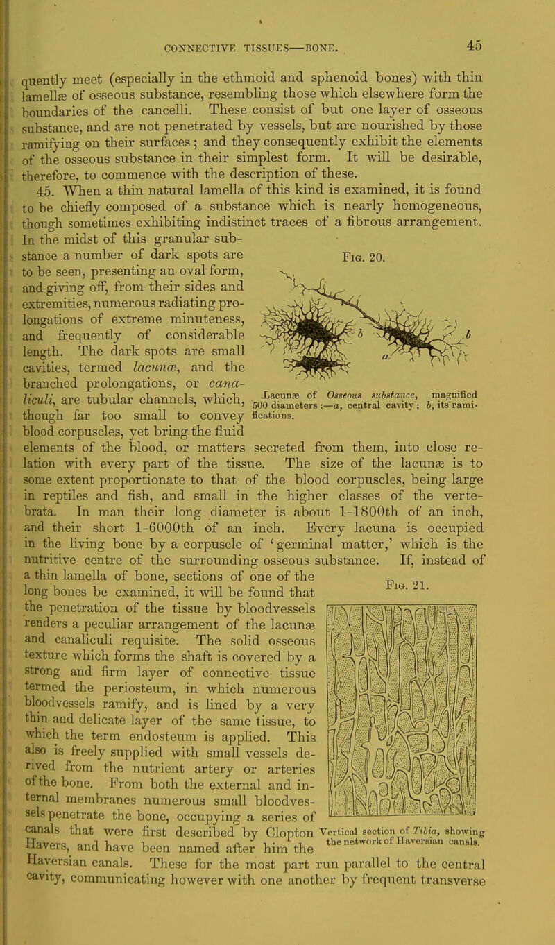 Fig. 20. quently meet (especially in the ethmoid and sphenoid bones) with thin lamellae of osseous substance, resembling those which elsewhere form the boundaries of the cancelli. These consist of but one layer of osseous substance, and are not penetrated by vessels, but are nourished by those ramifying on their surfaces ; and they consequently exhibit the elements of the osseous substance in their simplest form. It will be desirable, therefore, to commence with the description of these. 45. When a thin natural lamella of this kind is examined, it is found to be chiefly composed of a substance which is nearly homogeneous, though sometimes exhibiting indistinct traces of a fibrous arrangement. In the midst of this granular sub- stance a number of dark spots are to be seen, presenting an oval form, and giving off, from their sides and extremities, numerous radiating pro- longations of extreme minuteness, and frequently of considerable length. The dark spots are small cavities, termed lacunce, and the branched prolongations, or cana- Hmli irp tnrvnlnr oharmpl<? whiVTi Lacunae of Osseous substance, magnified llCUll, are tUDUiar CUanneiS, WUlcn, 50o diameters central cavity; &,itsrami- though far too small to convey fications. blood corpuscles, yet bring the fluid elements of the blood, or matters secreted from them, into close re- lation with every part of the tissue. The size of the lacunas is to some extent proportionate to that of the blood corpuscles, being large in reptiles and fish, and small in the higher classes of the verte- brata. In man their long diameter is about l-1800th of an inch, and their short 1-6000th of an inch. Every lacuna is occupied in the living bone by a corpuscle of 'germinal matter,' which is the nutritive centre of the surrounding osseous substance. If, instead of a thin lamella of bone, sections of one of the long bones be examined, it will be found that the penetration of the tissue by bloodvessels renders a peculiar arrangement of the lacunas and canaliculi requisite. The solid osseous texture which forms the shaft is covered by a strong and firm layer of connective tissue termed the periosteum, in which numerous bloodvessels ramify, and is lined by a very thin and delicate layer of the same tissue, to which the term endosteum is applied. This also is freely supplied with small vessels de- rived from the nutrient artery or arteries of the bone. From both the external and in- ternal membranes numerous small bloodves- sels penetrate the bone, occupying a series of canals that were first described by Clopton Vertical section of Tibia, showing Havers, and have been named after him the ■»* Haversian canals. These for the most part run parallel to the central cavity, communicating however with one another by frequent transverse Fig. 21.