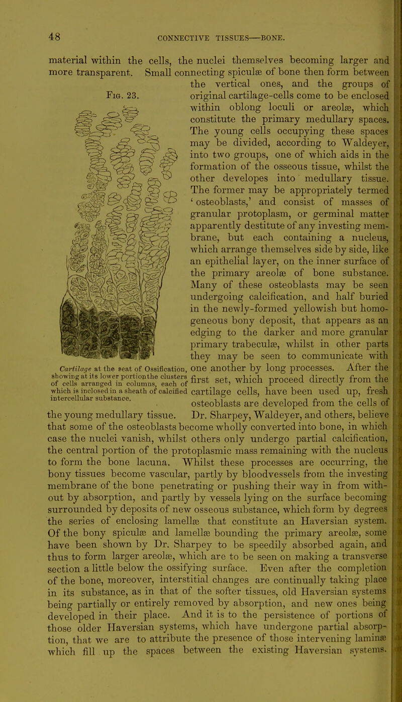 material within the cells, the nuclei themselves becoming larger and more transparent. Small connecting spiculae of bone then form between the vertical ones, and the groups of Fig. 23. original cartilage-cells come to be enclosed within oblong loculi or areolae, which constitute the primary medullary spaces. The young cells occupying these spaces may be divided, according to Waldeyer, into two groups, one of which aids in the formation of the osseous tissue, whilst the other developes into medullary tissue. The former may be appropriately termed ' osteoblasts,' and consist of masses of granular protoplasm, or germinal matter apparently destitute of any investing mem- brane, but each containing a nucleus, which arrange themselves side by side, like an epithelial layer, on the inner surface of the primary areolae of bone substance. Many of these osteoblasts may be seen undergoing calcification, and half buried in the newly-formed yellowish but homo- geneous bony deposit, that appears as an edging to the darker and more granular primary trabecular, whilst in other parts they may be seen to communicate with Cartilage at the seat of Ossification, one another by long processes. After the S^^SWSSSS^fin^set, which proceed directly from the which is inclosed m a sheath of calcified cartilage cells, have been used up, fresh intercellular substance. i r ^ t i -in. aT- HI1 osteoblasts are developed from the cells 01 the young medullary tissue. Dr. Sharpey, Waldeyer, and others, believe that some of the osteoblasts become Avholly converted into bone, in which case the nuclei vanish, whilst others only undergo partial calcification, the central portion of the protoplasmic mass remaining with the nucleus to form the bone lacuna. Whilst these processes are occurring, the bony tissues become vascular, partly by bloodvessels from the investing membrane of the bone penetrating or pushing their way in from with- out by absorption, and partly by vessels lying on the surface becoming surrounded by deposits of new osseous substance, which form by degrees the series of enclosing lamellae that constitute an Haversian system. Of the bony spiculae and lamellae bounding the primary areolae, some have been shown by Dr. Sharpey to be speedily absorbed again, and thus to form larger areolae, which are to be seen on making a transverse section a little below the ossifying surface. Even after the completion of the bone, moreover, interstitial changes are continually taking place in its substance, as in that of the softer tissues, old Haversian systems being partially or entirely removed by absorption, and new ones being developed in their place. And it is to the persistence of portions of those older Haversian systems, which have undergone partial absorp tion, that we are to attribute the presence of those intervening lamina which fill up the spaces between the existing Haversian systems