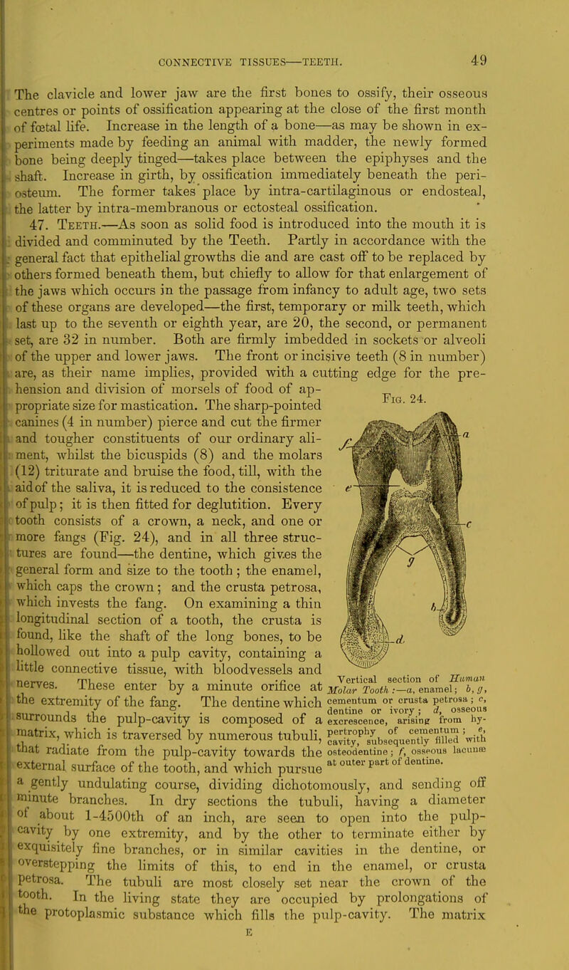 Fig. 24. The clavicle and lower jaw are the first bones to ossify, their osseous centres or points of ossification appearing at the close of the first month of foetal life. Increase in the length of a bone—as may be shown in ex- periments made by feeding an animal with madder, the newly formed bone being deeply tinged—takes place between the epiphyses and the shaft. Increase in girth, by ossification immediately beneath the peri- steum. The former takes'place by intra-cartilaginous or endosteal, the latter by intra-membranous or ectosteal ossification. 47. Teeth.—As soon as solid food is introduced into the mouth it is divided and comminuted by the Teeth. Partly in accordance with the general fact that epithelial growths die and are cast off to be replaced by others formed beneath them, but chiefly to allow for that enlargement of the jaws which occurs in the passage from infancy to adult age, two sets of these organs are developed—the first, temporary or milk teeth, which last up to the seventh or eighth year, are 20, the second, or permanent set, are 32 in number. Both are firmly imbedded in sockets or alveoli of the upper and lower jaws. The front or incisive teeth (8 in number) are, as their name implies, provided with a cutting edge for the pre- hension and division of morsels of food of ap- propriate size for mastication. The sharp-pointed canines (4 in number) pierce and cut the firmer and tougher constituents of our ordinary ali- ment, whilst the bicuspids (8) and the molars (12) triturate and bruise the food, till, with the aid of the saliva, it is reduced to the consistence of pulp; it is then fitted for deglutition. Every tooth consists of a crown, a neck, and one or more fangs (Fig. 24), and in all three struc- tures are found—the dentine, which gives the general form and size to the tooth ; the enamel, which caps the crown; and the crusta petrosa, which invests the fang. On examining a thin longitudinal section of a tooth, the crusta is found, like the shaft of the long bones, to be hollowed out into a pulp cavity, containing a little connective tissue, with bloodvessels and nerves. These enter by a minute orifice at t?o<& ^enamel; the extremity of the fang. The dentine which cementum or crusta petrosa; e, „,.„„, j ,r_ -i •, • , „ dentine or ivory; d, osseous surrounds the pulp-Cavity IS Composed OI a excrescence, arising from hy- matrix, which is traversed by numerous tubuli, ^^ubseque^E ^ tnat radiate from the pulp-cavity towards the osteodentins j f, osspous lacunas external surface of the tooth, and which pursue at outer part of dentine, a gently undulating course, dividing dichotomously, and sending off minute branches. In dry sections the tubuli, having a diameter of about 1-4500th of an inch, are seen to open into the pulp- cavity by one extremity, and by the other to terminate either by exquisitely fine branches, or in similar cavities in the dentine, or overstepping the limits of this, to end in the enamel, or crusta petrosa. The tubuli are most closely set near the crown of the tooth. In the living state they are occupied by prolongations of the protoplasmic substance which fills the pulp-cavity. The matrix