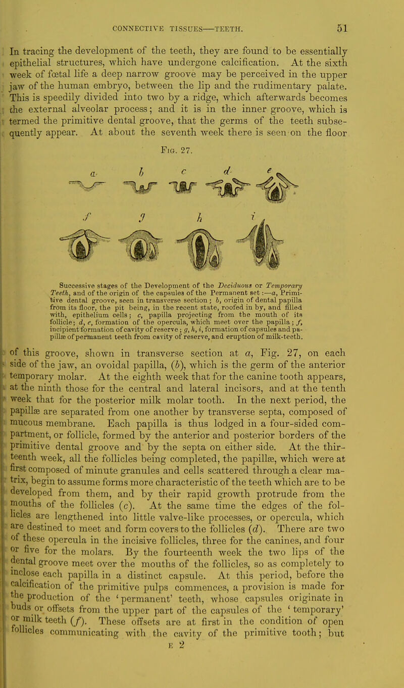 In tracing the development of the teeth, they are found to be essentially epithelial structures, which have undergone calcification. At the sixth week of foetal life a deep narrow groove may be perceived in the upper jaw of the human embryo, between the lip and the rudimentary palate. This is speedily divided into two by a ridge, which afterwards becomes the external alveolar process; and it is in the inner groove, which is termed the primitive dental groove, that the germs of the teeth subse- quently appear. At about the seventh week there is seen on the floor Fig. 27. Successive stages of the Development of the Deciduous or Temporary Teeth, and of the origin of the capsules of the Permanent set:—a, Primi- tive dental groove, seen in transverse section ; b, origin of dental papilla from its floor, the pit being, in the recent state, roofed in by, and filled with, epithelium cells; c, papilla projecting from the mouth of its follicle; d, e, formation of the opercula, which meet over the papilla; /, incipient formation of cavity of reserve; g, h, i, formation of capsules and pa- pillae of permanent teeth from cavity of reserve, and eruption of milk-teeth. of this groove, shown in transverse section at a, Fig. 27, on each ! side of the jaw, an ovoidal papilla, (6), which is the germ of the anterior temporary molar. At the eighth week that for the canine tooth appears, I at the ninth those for the central and lateral incisors, and at the tenth week that for the posterior milk molar tooth. In the next period, the papilla? are separated from one another by transverse septa, composed of mucous membrane. Each papilla is thus lodged in a four-sided com- partment, or follicle, formed by the anterior and posterior borders of the primitive dental groove and by the septa on either side. At the thir- teenth week, all the follicles being completed, the papillae, which were at first composed of minute granules and cells scattered through a clear ma- trix, begin to assume forms more characteristic of the teeth which are to be developed from them, and by their rapid growth protrude from the mouths of the follicles (c). At the same time the edges of the fol- licles are lengthened into little valve-like processes, or opercula, which are destined to meet and form covers to the follicles (<f). There are two of these opercula in the incisive follicles, three for the canines, and four or five for the molars. By the fourteenth week the two lips of the dental groove meet over the mouths of the follicles, so as completely to inclose each papilla in a distinct capsule. At this period, before the calcification of the primitive pulps commences, a provision is made for the production of the 1 permanent' teeth, whose capsules originate in buds^ or offsets from the upper part of the capsules of the ' temporary' or milk teeth (J). These offsets are at first in the condition of open follicles communicating with the. cavity of the primitive tooth; but e 2