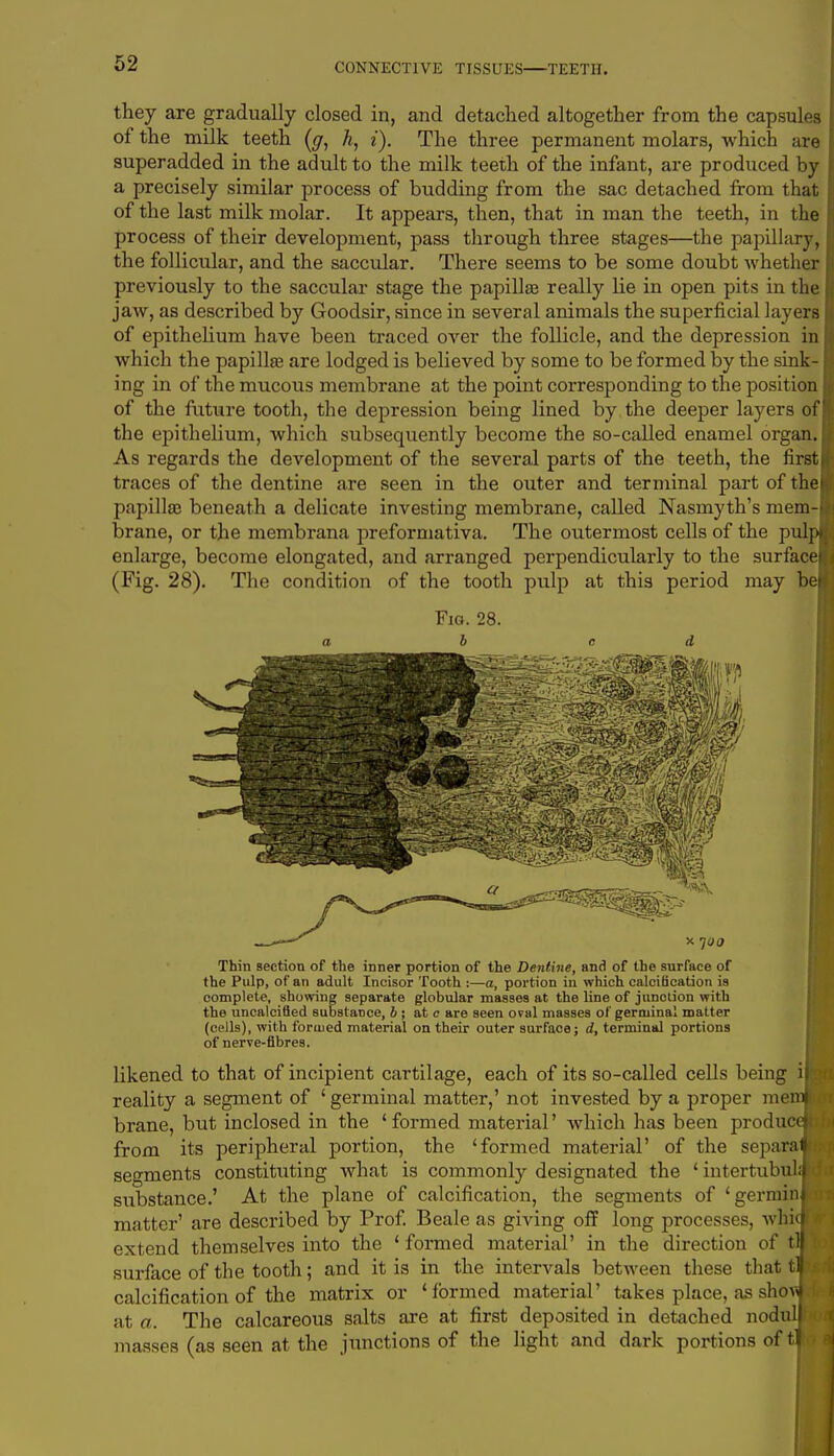 they are gradually closed in, and detached altogether from the capsules of the milk teeth (<j, h, i). The three permanent molars, which are superadded in the adult to the milk teeth of the infant, are produced by a precisely similar process of budding from the sac detached from that of the last milk molar. It appears, then, that in man the teeth, in the process of their development, pass through three stages—the papillary, the follicular, and the saccular. There seems to be some doubt whether previously to the saccular stage the papillae really lie in open pits in the j jaw, as described by Goodsir, since in several animals the superficial layers I of epithelium have been traced over the follicle, and the depression in which the papillae are lodged is believed by some to be formed by the sink- ing in of the mucous membrane at the point corresponding to the position I of the future tooth, the depression being lined by the deeper layers off the epithelium, which subsequently become the so-called enamel organ.! As regards the development of the several parts of the teeth, the first! traces of the dentine are seen in the outer and terminal part of thei papilla? beneath a delicate investing membrane, called Nasmyth's mem-l brane, or the membrana preformativa. The outermost cells of the purr, enlarge, become elongated, and arranged perpendicularly to the surfacel (Fig. 28). The condition of the tooth pulp at this period may bej Fig. 28. b ■re* x 700 Thin section of the inner portion of the Dentine, and of the surface of the Pulp, of an adult Incisor Tooth :—a, portion in which calcification is complete, showing separate globular masses at the line of junction with the uncalcided suostaDce, b ; at e are seen oval masses of germinal matter (cells), with formed material on their outer surface; d, terminal portions of nerve-fibres. likened to that of incipient cartilage, each of its so-called cells being ij reality a segment of ' germinal matter,' not invested by a proper mer brane, but inclosed in the 'formed material' which has been produc from its peripheral portion, the 'formed material' of the separnfi segments constituting what is commonly designated the ' intertubi' substance.' At the plane of calcification, the segments of 'gerrninj matter' are described by Prof. Beale as giving off long processes, whitf extend themselves into the ' formed material' in the direction of tfl surface of the tooth; and it is in the intervals between these that tl calcification of the matrix or 'formed material' takes place, as show at a. The calcareous salts are at first deposited in detached nodul| masses (as seen at the junctions of the light and dark portions of tt