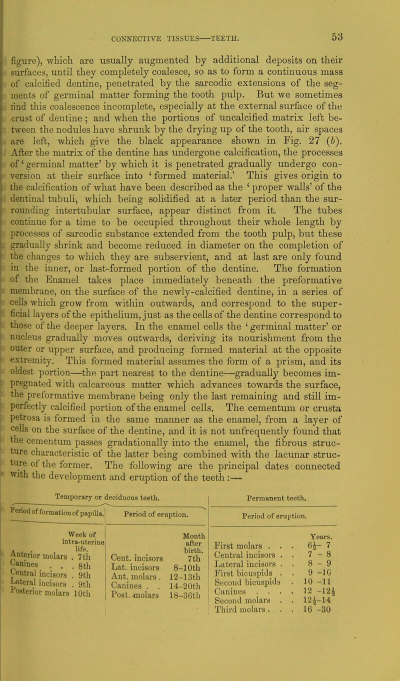 figure), which are usually augmented by additional deposits on their surfaces, until they completely coalesce, so as to form a continuous mass of calcified dentine, penetrated by the sarcodic extensions of the seg- ments of germinal matter forming the tooth pulp. But we sometimes rind this coalescence incomplete, especially at the external surface of the crust of dentine ; and when the portions of uncalcined matrix left be- tween the nodules have shrunk by the drying up of the tooth, air spaces are left, which give the black appearance shown in Fig. 27 (b). . After the matrix of the dentine has undergone calcification, the processes . of1 germinal matter' by which it is penetrated gradually undergo con- version at their surface into 4 formed material.' This gives origin to the calcification of what have been described as the ' proper walls' of the dentinal tubuli, which being solidified at a later period than the sur- rounding intertubular surface, appear distinct from it. The tubes continue for a time to be occupied throughout their whole length by processes of sarcodic substance extended from the tooth pulp, but these . gradually shrink and become reduced in diameter on the completion of the changes to which they are subservient, and at last are only found in the inner, or last-formed portion of the dentine. The formation of the Enamel takes place immediately beneath the preformative membrane, on the surface of the newly-calcified dentine, in a series of cells which grow from within outwards, and correspond to the super- ficial layers of the epithelium, just as the cells of the dentine correspond to those of the deeper layers. In the enamel cells the ' germinal matter' or nucleus gradually moves outwards, deriving its nourishment from the outer or upper surface, and producing formed material at the opposite extremity. This formed material assumes the form of a prism, and its oldest portion—the part nearest to the dentine—gradually becomes im- pregnated with calcareous matter which advances towards the surface, the preformative membrane being only the last remaining and still im- perfectly calcified portion of the enamel cells. The cementum or crusta petrosa is formed in the same manner as the enamel, from a layer of cells on the surface of the dentine, and it is not unfrequently found that the cementum passes gradationally into the enamel, the fibrous struc- ture characteristic of the latter being combined with the lacunar struc- ture of the former. The following are the principal dates connected with the development and eruption of the teeth :— Temporary or deciduous teeth Period of formation of papilla.! Anterior molars Canines Central incisors Lateral incisors Posterior molars Week of intra-uterine life. 7th 8th 9th 9th 10th Period of eruption. Cent, incisors Lat. incisors Ant. molars. Canines . . Post, -molars Month after birth. 7th 8-10th 12-13th 14-20th 18-36tli Permanent teeth. Period of eruption. Years. First molars . . . 64 - 7 Central incisors . . 7 - 8 Lateral incisors . . 8 - 9 First bicuspids . . 9 -10 Second bicuspids . 10 -11 Canines . . . . 12 -12i Second molars . . 124 -14 Tliiid molars . . . 16 -30