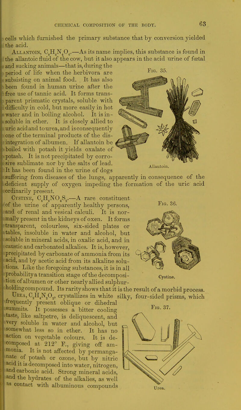 Fig. 35. Allautoin. Fig. 36. cells which furnished the primary substance that by conversion yielded the acid. Allantoin, C8H6N406.—As its name implies, this substance is found in the allantoic fluid of the cow, but it also appears in the acid urine of foetal ■ and sucking animals—that is, during the period of life when the herbivora are h subsisting on animal food. It has also •'■been found in human urine after the t free use of tannic acid. It forms trans- parent prismatic crystals, soluble with i difficulty in cold, but more easily in hot water and in boiling alcohol. It is in- soluble in ether. It is closely allied to ; uric acid and to urea, and is consequently one of the terminal products of the dis- integration of albumen. If allantoin be boiled with potash it yields oxalate of potash. It is not precipitated by corro- sive sublimate nor by the salts of lead. It has been found in the urine of dogs suffering from diseases of the lungs, apparently in consequence of the deficient supply of oxygen impeding the formation of the uric acid ; ordinarily present. Cystine, C6H6N04S2.—A rare constituent of the urine of apparently healthy persons, and of renal and vesical calculi. It is nor- fi mally present in the kidneys of oxen. It forms r transparent, colourless, six-sided plates or tables, insoluble in water and alcohol, but soluble in mineral acids, in oxalic acid, and in caustic and carbonated alkalies. It is, however, precipitated by carbonate of ammonia from its acid, and by acetic acid from its alkaline solu- tions. Like the foregoing substances, it is in all probability a transition stage of the decomposi- tion of albumen or other nearly allied sulphur- holding compound. Its rarity shows that it is the result of a morbid process. Urea, C2H4N202, crystallizes in white silky, four-sided prisms, which i frequently present oblique or dihedral summits. It possesses a bitter cooling iftaste, like saltpetre, is deliquescent, and ^very soluble in water and alcohol, but omewhat less so in ether. It has no ction on vegetable colours. It is de- composed at 212° F., giving off am- monia. It is not affected by >ermanga- ate ^ of potash or ozone, but by nitric acid it is decomposed into water, nitrogen, nd carbonic acid. Strong mineral acids, nd the hydrates of the alkalies, as well as contact with albuminous compounds Cystine.
