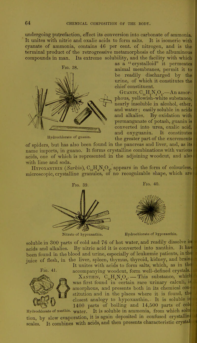 undergoing putrefaction, effect its conversion into carbonate of ammonia. It unites with nitric and oxalic acids to form salts. It is isomeric with cyanate of ammonia, contains 46 per cent, of nitrogen, and is the terminal product of the retrogressive metamorphosis of the albuminous compounds in man. Its extreme solubility, and the facility with which as a crystalloid it permeates animal membranes, permit it to be readily discharged by the urine, of which it constitutes the chief constituent. G-uanin, C10H6N6Oa.—An amor- Fig. 38. Hydroclilorate of guanin. phous, yellowish-white substance, nearly insoluble in alcohol, ether, and water; easily soluble in acids and alkalies. By oxidation with permanganate of potash, guanin is converted into urea, oxalic acid, and oxyguanin. It constitutes the greater part of the excrements of spiders, but has also been found in the pancreas and liver, and, as its name imports, in guano. It forms crystalline combinations with various acids, one of which is represented in the adjoining woodcut, and also with lime and soda. Hypoxanthin (Sarkin), C10H4N4Os, appears in the form of colourless, microscopic, crystalline granules, of no recognizable shape, which are Fig. 39. Fig. 40. Nitrate of hypoxanthin. Hydrochlorate of hypoxanthin. Fig. 41. soluble in 300 parts of cold and 76 of hot water, and readily dissolve if acids and alkalies. By nitric acid it is converted into xanthin. It h been found in the blood and urine, especially of leuksemic patients, in th juice of flesh, in the liver, spleen, thymus, thyroid, kidney, and brain It unites with acids to form salts, which, as in th accompanying woodcut, form well-defined crystals. Xanthin, C10H4N4O4. — This substance, whic was first found in certain rare urinary calculi, i amorphous, and presents both in its chemical con stitution and in the places where it is found, th closest analogy to hypoxanthin.. It is soluble i 1400 parts of boiling and 14,500 parts of col Hydrochlorate of xanthin. water. It is soluble in ammonia, from which sol tion, by slow evaporation, it is again deposited in confused crystallin scales. It combines with acids, and then presents characteristic cr