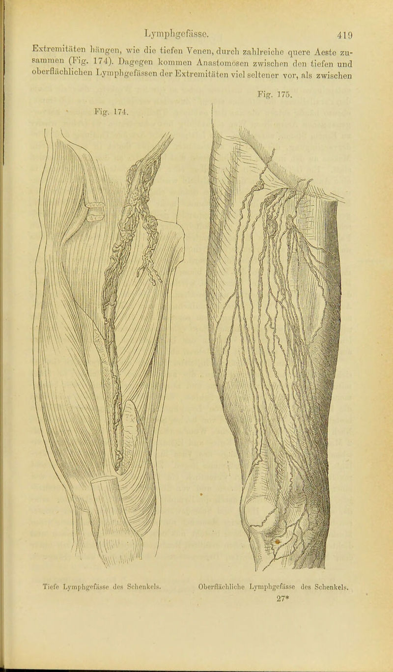 Extremitüten Iiiingen, wie die tiefen Venen, durcli zalilreichc quere Aaste zu- sammen (Fig. 174). Dagegen kommen Anastomosen zwischen den tiefen und oberfliichlicbeu Lympligefilssen der Extremitäten viel seltener vor, als zwischen Tiefe Lymphgofüsse dos Schenkels. Oberflächliche Lympligcfiisse des Schenkels. 27*