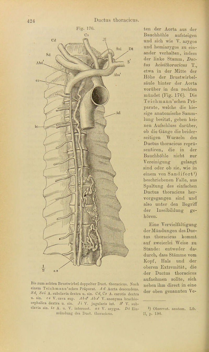 Ssi Dt Bis zum achten Brustwirbel doppelter Duct. thoracicus. Nach einem Taichmann'sohen Präparat. Ad Aorta descendens. Sd, Ssi A. subclavia dextra u. sin. Cd^Cs A. carotis de.xtra u. sin. CS V. Cava sup. Abd' Abs' V. anonyma brachio- cephalica dextra u. sin. Ji V. jugularis int. S' V. sub- clavia sin. ic A. u. V. intercost. az V. azygos. Dt Ein- mündung des Duct. thoracicus. ten der Aorta aus der Bauchhöhle aufsteigen und sich wie V. azygos und hemiazygos zu ein- ander verhalten, indem der linke Stamm, Duc- tus hemithoracicus T., etwa in der Mitte der Höhe der Brustwirbel- säule hinter der Aorta vorüber in den rechten mündet (Fig. 176). Die Teichmann'schen Prä- parate, welche die hie- sige anatomische Samm- lung besitzt, geben kei- nen Aufschluss darüber, ob die Gänge die beider- seitigen Wurzeln des Ductus thoracicus reprä- sentireu, die in der Bauchhöhle nicht zur Vereinigung gelangt sind oder ob sie, wie in einem von Sandifort^) beschriebenen Falle, aus Spaltung des einfachen Ductus thoracicus her- vorgegangen sind und also unter den Begriff der Inselbildung ge- hören. Eine Vervielfältigung der Mündungen des Duc- tus thoracicus kommt auf zweierlei Weise zu Stande: entweder da- durch, dass Stämme vom Kopf, Hals und der oberen Extremität, die der Ductus thoracicus aufnehmen sollte, sich neben ihm direct in eine der oben genannten Ve- 1) Observat. anatom. Lib. II, p. 13S.