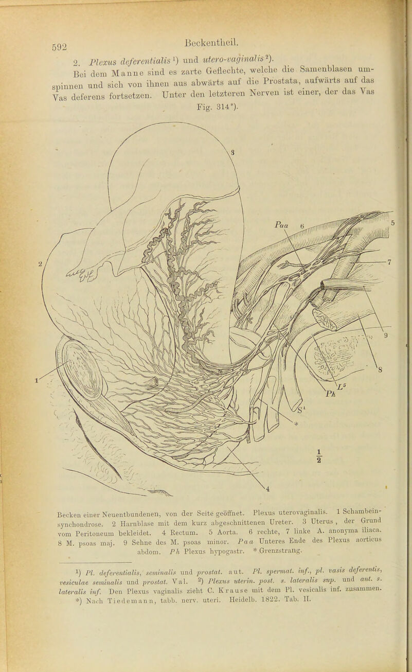 Bcjckeiitlieil. 9 Plexus clcferentialis •) und utero-vugmaUs«). Bei dem Mauue siud es zarte Geflechte, welche die Samenblasen um- spinnen und sich von ihnen aus abwärts auf die Prostata, aufwärts auf das Vas deferens fortsetzen. Unter den letzteren Nerven ist einer, der das Vas Fig. 314*). Becken einer Neuentbundenen, von der Seite geöHhet. Plexus uterovaginalis. 1 Schambcin- sjmchondrose. 2 Harnlihise mit dem kurz abgeschnittenen Ureter. 3 Uterus , der Grund vom Peritoneum bekleidet. 4 Rectum. 5 Aorta. 6 rechte, 7 linke A. anonyma iliaca. 8 M. psoas maj. 9 Sehne des M. psoas minor. Paa Unteres Ende des Plexus aorticus abdom. P/i Plexus hypogastr. * Grenzstrang. 1) PI. deferentialis, saminalis und prostat, aut. PI. speiinat. inf., pl. vasis deferevtts, vesiculae «iminalis und prostat. Val. 2) /»/gx'w.s- uterin. jiost. s. lateralis sup. und ant. .«. lateralis inf. Den Ple.xus vaginalis zieht C. Krause mit (lern PI. vesicalis inf. zusammen. *) Nach Tiedemann, tabb. nerv, uteri. Heidelb. 1822. Tab, II.
