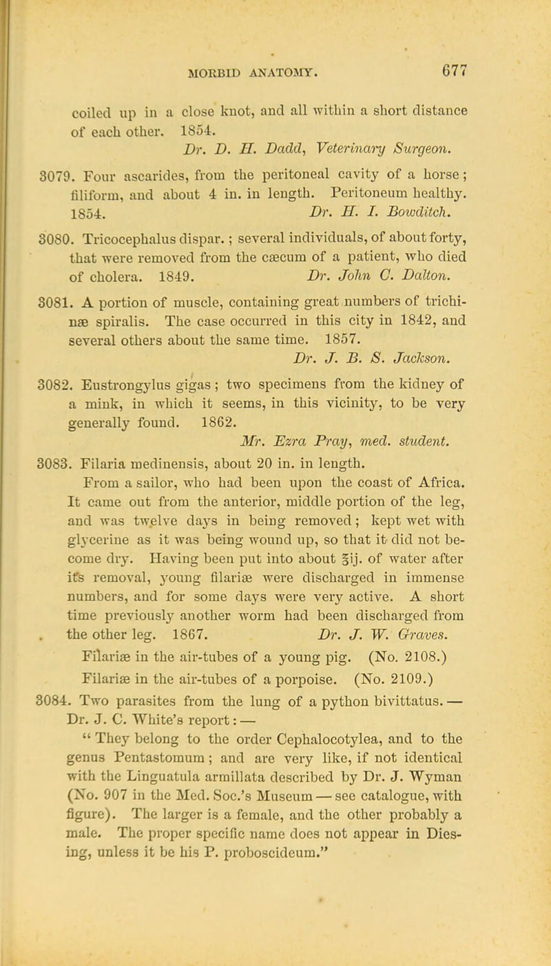 coiled up in a close knot, and all within a short distance of each other. 1854. Dr. D. H. DacM, Veterinmy Surgeon. 3079. Four ascarides, from the peritoneal cavity of a horse; filiform, and about 4 in. in length. Peritoneum healthy. 1854. Dr. H. I. Bowditcli. 3080. Tricocephalus dispar.; several individuals, of about forty, that were removed from the caecum of a patient, vrho died of cholera. 1849. Dr. John C. Dalton. 3081. A portion of muscle, containing great numbers of trichi- nae spiralis. The case occurred in this city in 1842, and several others about the same time. 1857. Dr. J. B. S. Jackson. 3082. Eustrongylus gigas; two specimens from the kidney of a mink, in which it seems, in this vicinity, to be very generally found. 1862. Mr. Ezra Pray, med. student. 3083. Filaria medinensis, about 20 in. in length. From a sailor, who had been upon the coast of Africa. It came out from the anterior, middle portion of the leg, and was twelve days in being removed; kept wet with glycerine as it was being wound up, so that it did not be- come dry. Having been put into about §ij. of water after iCs removal, young fllarise were discharged in immense numbers, and for some days were very active. A short time previously another worm had been discharged from the other leg. 1867. Dr. J. W. Graves. Filariae in the air-tubes of a young pig. (No. 2108.) Filariae in the air-tubes of a porpoise. (No. 2109.) 3084. Two parasites from the lung of a python bivittatus. — Dr. J. C White's report: —  They belong to the order Cephalocot3dea, and to the genus Pentastomum; and are very like, if not identical •with the Linguatula armillata described by Dr. J. Wyman (No. 907 in the Med. Soc.'s Museum — see catalogue, with figure). The larger is a female, and the other probably a male. The proper specific name does not appear in Dies- ing, unless it be his P. proboscideum.