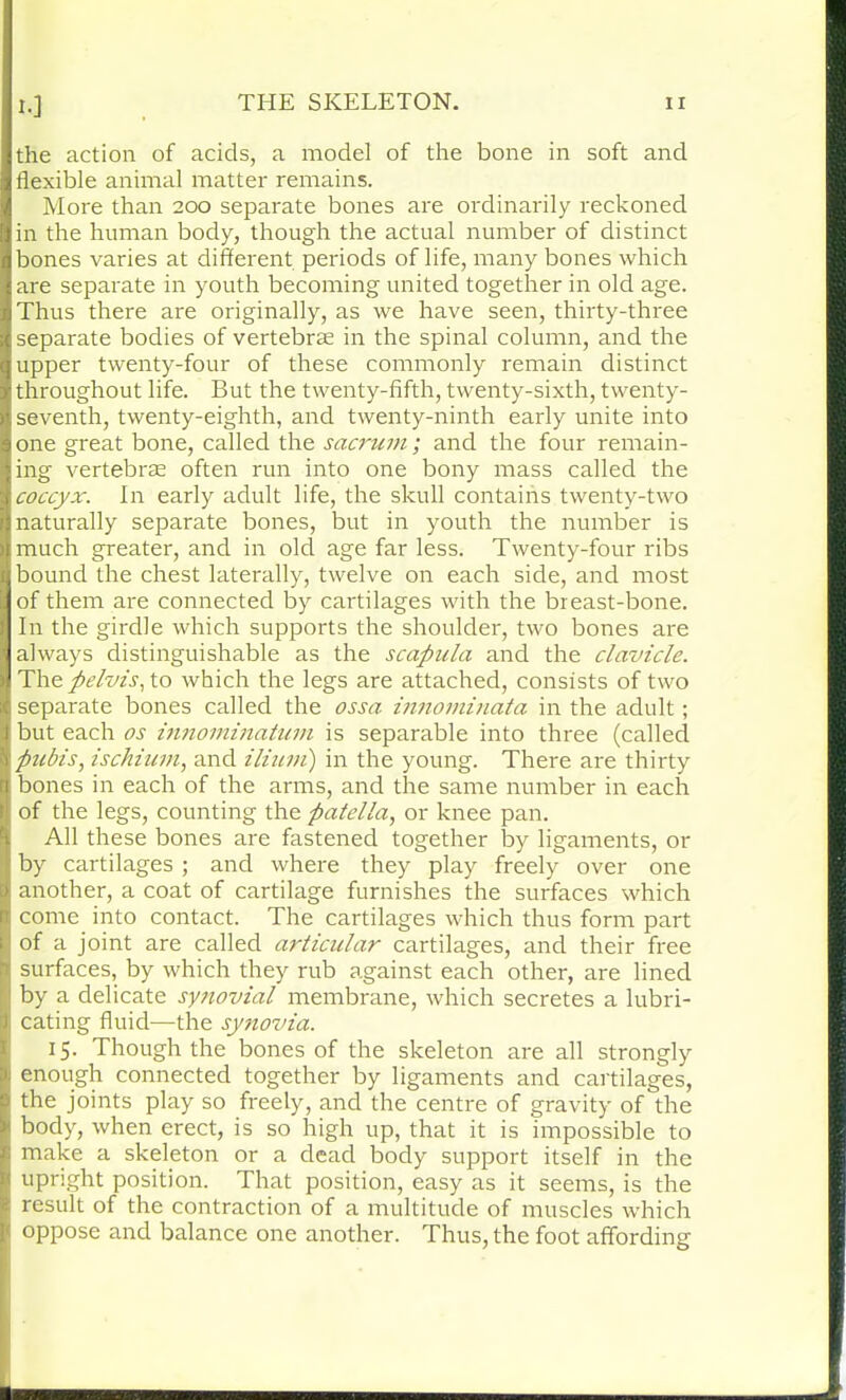 the action of acids, a model of the bone in soft and flexible animal matter remains. More than 200 separate bones are ordinarily reckoned in the human body, though the actual number of distinct bones varies at different periods of life, many bones which are separate in youth becoming united together in old age. Thus there are originally, as we have seen, thirty-three separate bodies of vertebrae in the spinal column, and the upper twenty-four of these commonly remain distinct throughout life. But the twenty-fifth, twenty-sixth, twenty- seventh, twenty-eighth, and twenty-ninth early unite into one great bone, called the sacrum; and the four remain- ing vertebrae often run into one bony mass called the coccyx. In early adult life, the skull contains twenty-two naturally separate bones, but in youth the number is much greater, and in old age far less. Twenty-four ribs bound the chest laterally, twelve on each side, and most of them are connected by cartilages with the breast-bone. In the girdle which supports the shoulder, two bones are always distinguishable as the scapula and the clavicle. The pelvis, to which the legs are attached, consists of two separate bones called the ossa innominata in the adult; but each os innominatum is separable into three (called pubis, ischium, and ilium) in the young. There are thirty bones in each of the arms, and the same number in each of the legs, counting the patella, or knee pan. All these bones are fastened together by ligaments, or by cartilages ; and where they play freely over one another, a coat of cartilage furnishes the surfaces which come into contact. The cartilages which thus form part of a joint are called articular cartilages, and their free surfaces, by which they rub against each other, are lined by a delicate synovial membrane, which secretes a lubri- cating fluid—the synovia. 15. Though the bones of the skeleton are all strongly enough connected together by ligaments and cartilages, the joints play so freely, and the centre of gravity of the body, when erect, is so high up, that it is impossible to make a skeleton or a dead body support itself in the upright position. That position, easy as it seems, is the result of the contraction of a multitude of muscles which oppose and balance one another. Thus, the foot affording
