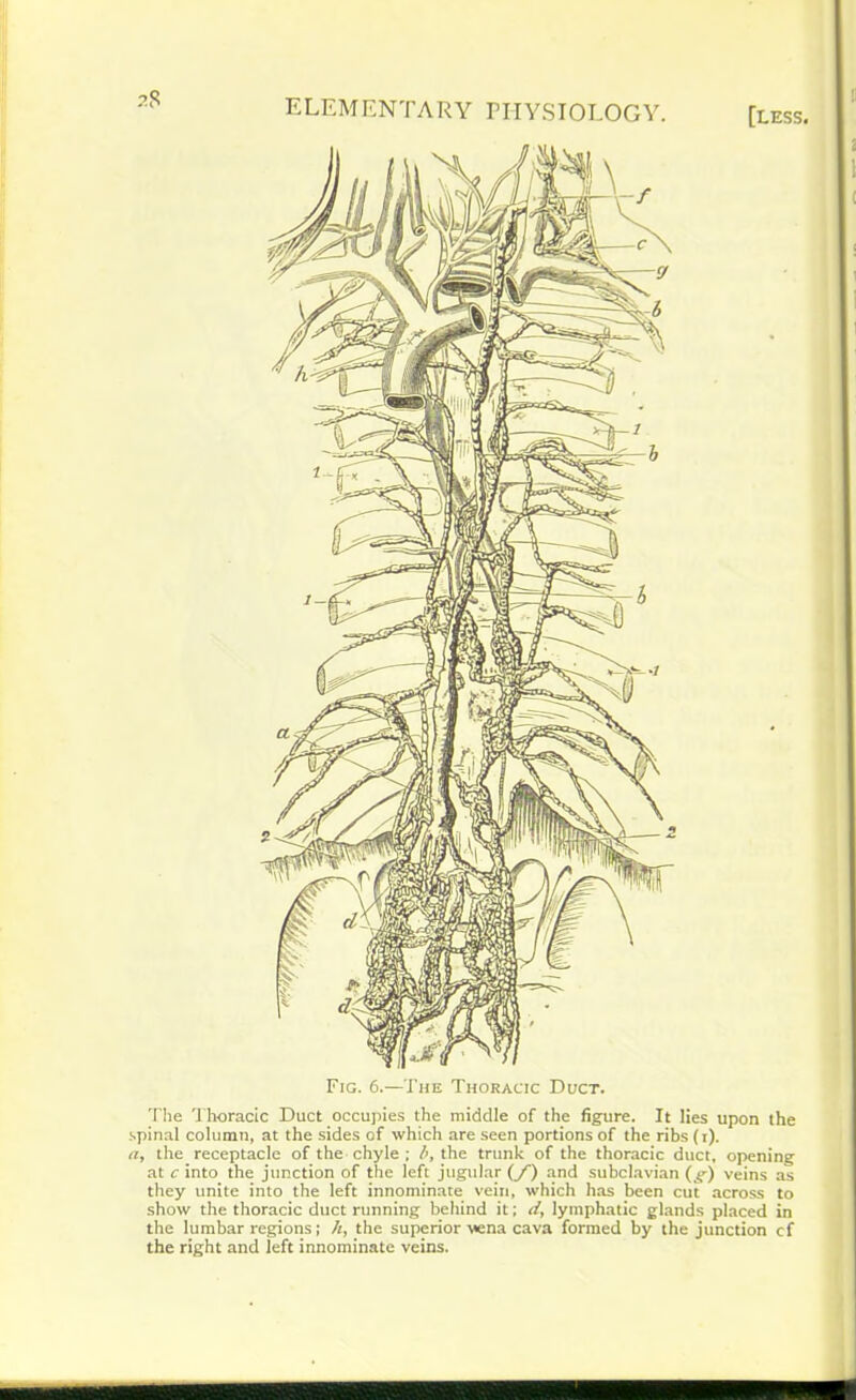 2$ [less. The Thoracic Duct occupies the middle of the figure. It lies upon the spinal column, at the sides of which are seen portions of the ribs (t). it, the receptacle of the chyle ; b, the trunk of the thoracic duct, opening at c into the junction of the left jugular (/) and subclavian (g) veins as they unite into the left innominate vein, which has been cut across to show the thoracic duct running behind it; d, lymphatic glands placed in the lumbar regions; h, the superior vena cava formed by the junction ef the right and left innominate veins.