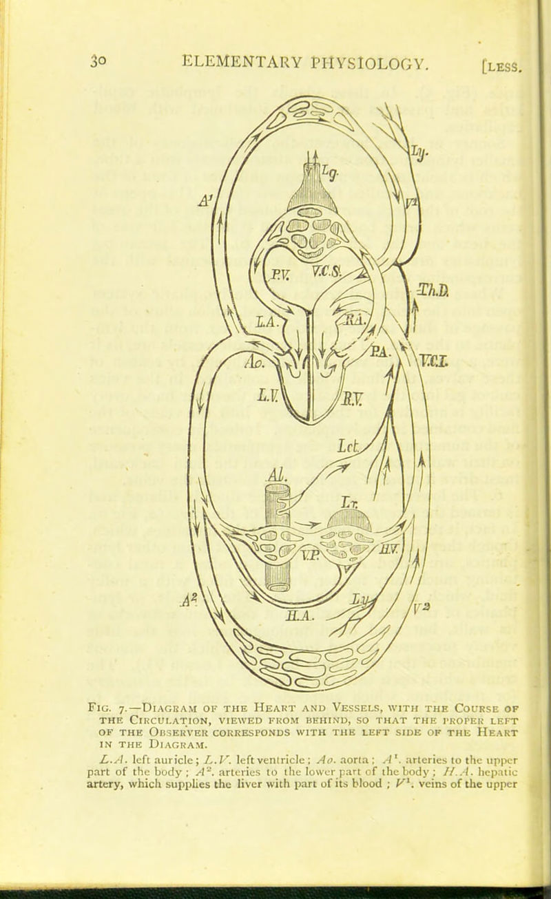 Fig. 7.—Diageam of the Heart and Vessels, with the Course of the Circulation, viewed from behind, so that the proper left of the Observer corresponds with the left side of the Heart in the Diagram. L.A. left auricle; L.V. left ventricle ; Ao. aorta: Aarteries to the upper part of the body ; A *. arteries to the lower part of the body ; H.A. hepatic artery, which supplies the liver with part of its blood ; V1. veins of the upper