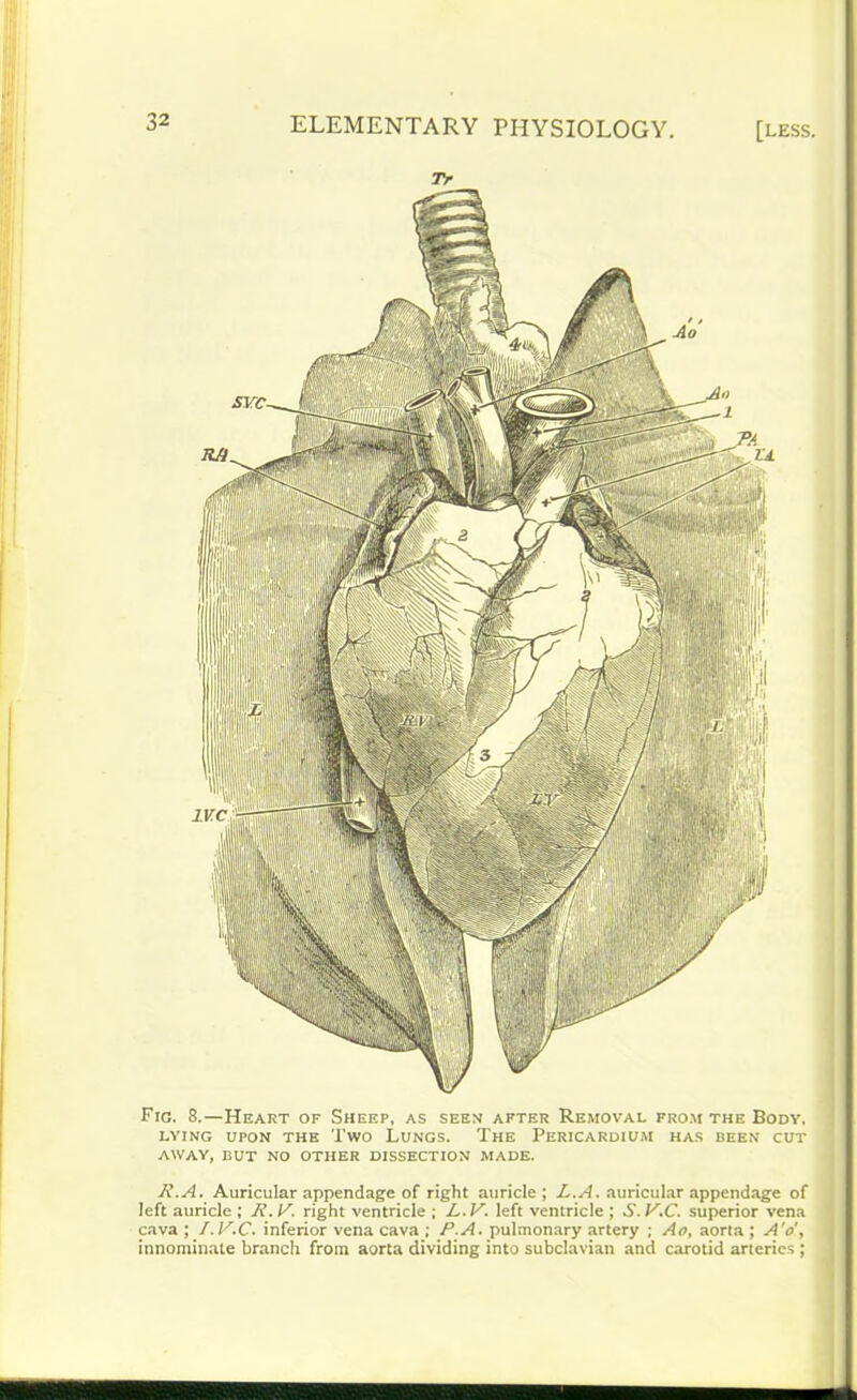 Tr Fig. 8.—Heart of Sheep, as seen after Removal from the Body, LYING UPON THE TWO LUNGS. The PERICARDIUM HAS BEEN CUT AWAY, BUT NO OTHER DISSECTION MADE. R.A. Auricular appendage of right auricle ; L.A. auricular appendage of left auricle ; R. V. right ventricle ; L.V. left ventricle ; S.V.C. superior vena cava ; I.V.C. inferior vena cava ; PA. pulmonary artery ; Ao, aorta ; A 'o', innominate branch from aorta dividing into subclavian and carotid arteries ;