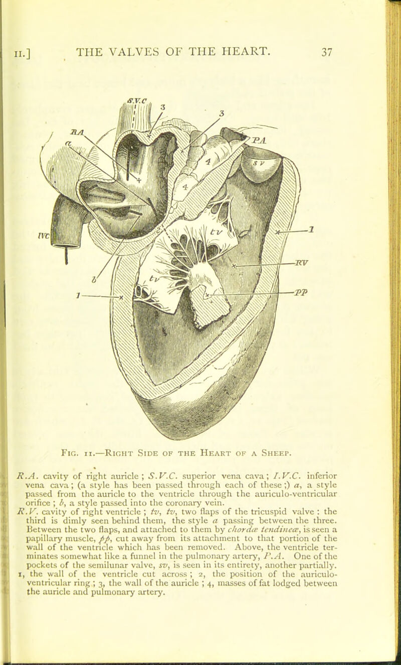 Fig. ii.—Right Side of the Heart of a Sheep. R.A. cavity of right auricle; S.V.C. superior vena cava; I.V.C. inferior vena cava; (a style has been passed through each of these;) a, a style passed from the auricle to the ventricle through the auriculo-ventricular orifice ; 6, a style passed into the coronary vein. R.V. cavity of right ventricle ; tv, tv, two flaps of the tricuspid valve : the third is dimly seen behind them, the style a passing between the three. Between the two flaps, and attached to them by chordce tendinece, is seen a papillary muscle, ftp, cut away from its attachment to that portion of the wall of the ventricle which has been removed. Above, the ventricle ter- minates somewhat like a funnel in the pulmonary artery, R.A. One of the pockets of the semilunar valve, sv, is seen in its entirety, another partially. I, the wall of the ventricle cut across ; 2, the position of the auriculo- ventricular ring ; 3, the wall of the auricle ; 4, masses of fat lodged between the auricle and pulmonary artery.