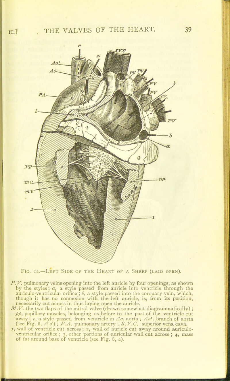 o Fig. 12.—Left Side of the Heart of a Sheep (laid open). P. V. pulmonary veins opening into the left auricle by four openings, as shown by the styles; a, a style passed from auricle into ventricle through the auriculo-ventricuiar orifice ; b, a style passed into the coronary vein, which, though it has no connexion with the left auricle, is, from its position, necessarily cut across in thus laying open the auricle. M.V. the two flaps of the mitral valve (drawn somewhat diagrammatically) ; //, papillary muscles, belonging as before to the part of the ventricle cut away ; c, a style passed from ventricle in Ao. aorta; Aol. branch of aorta (see Fig. 8, A o') ; P.A. pulmonary artery ; S. P.C. superior vena cava, i, wall of ventricle cut across ; 2, wall of auricle cut away around auriculo- ventricuiar orifice ; 3, other portions of auricular wall cut across ; 4, mass of fat around base of ventricle (see Fig. 8, 2).