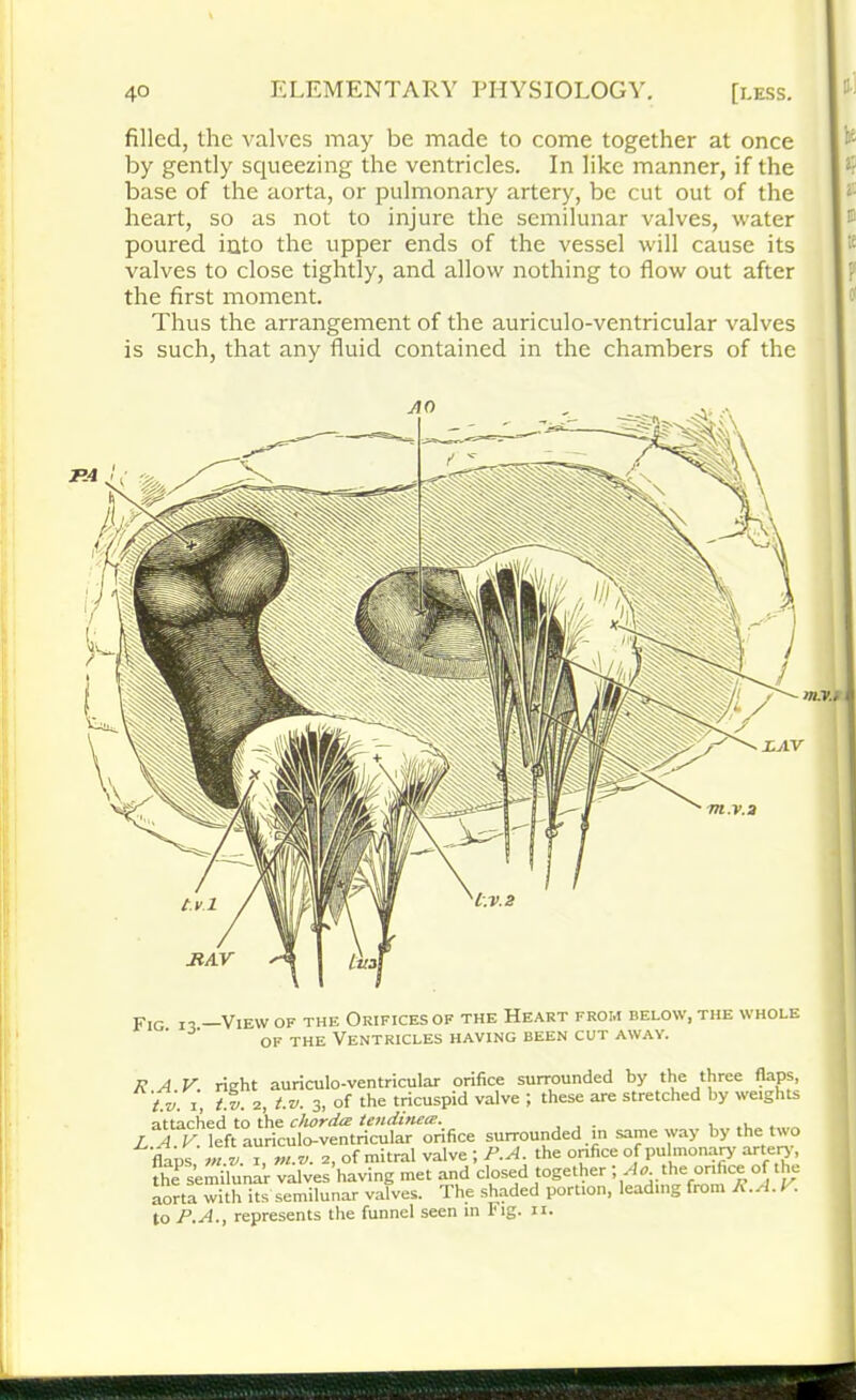 filled, the valves may be made to come together at once by gently squeezing the ventricles. In like manner, if the base of the aorta, or pulmonary artery, be cut out of the heart, so as not to injure the semilunar valves, water poured into the upper ends of the vessel will cause its valves to close tightly, and allow nothing to flow out after the first moment. Thus the arrangement of the auriculo-ventricular valves is such, that any fluid contained in the chambers of the AO JiAV m.v.a tv l V.2 p1G ,, View of the Orifices of the Heart from below, the whole of THE Ventricles having been cut away. It A V rieht auriculo-ventricular orifice surrounded by the three flaps, t.v. i, t.v. 2, t.v. 3, of the tricuspid valve ; these are stretched by weights attached to the chorda: tendinete. L.A.V. left auriculo-ventricular orifice surrounded in same way by the two flaps nt.V. i, tn.v. 2, of mitral valve ; P.A. the orifice of pulmonary artery, the semilunar valves having met and closed together the orifice of tie aorta with its semilunar valves. The shaded portion, leading from It. A. V. to P.A., represents the funnel seen in Fig. n.