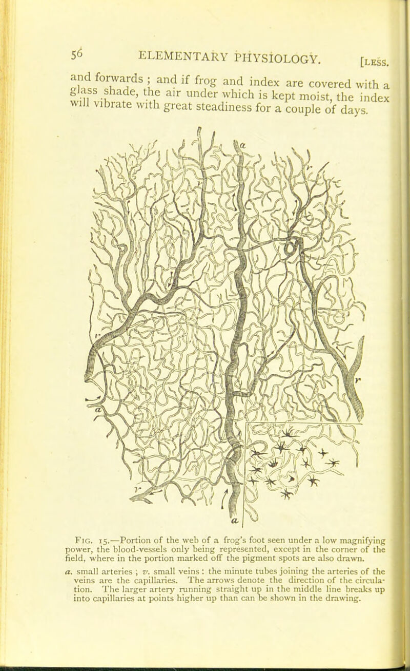 [less. and forwards ; and if frog and index are covered with a giass shade, the air under which is kept moist, the index wdl vibrate with great steadiness for a couple of days. Fig. 15.—Portion of the web of a frog’s foot seen under a low magnifying power, the blood-vessels only being represented, except in the corner of the field, where in the portion marked off the pigment spots are also drawn. a. small arteries ', V. small veins : the minute tubes joining the arteries of the veins are the capillaries. The arrows denote the direction of the circula- tion. The larger artery running straight up in the middle line breaks up into capillaries at points higher up than can be shown in the drawing.