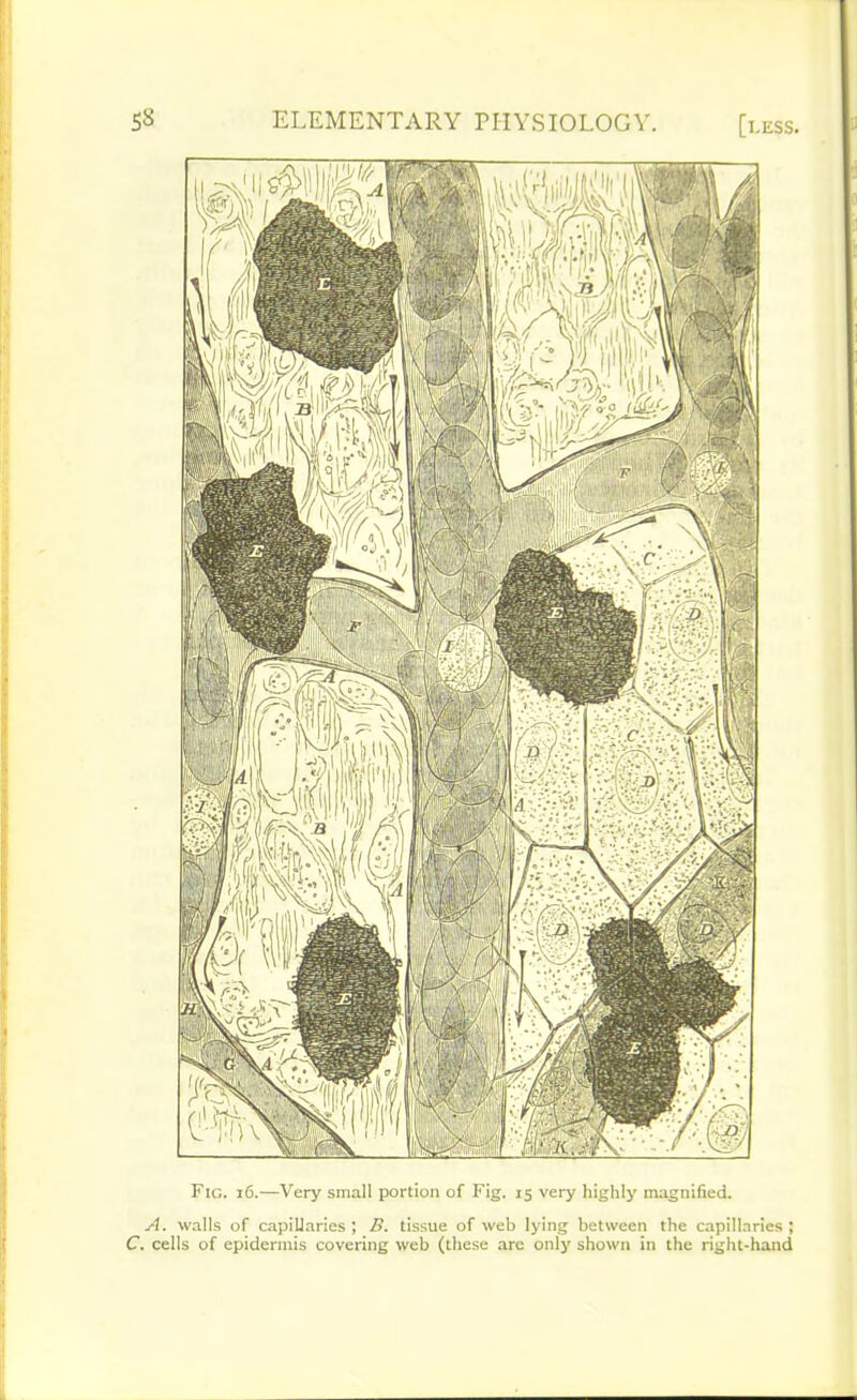 Fig. i6.-—Very small portion of Fig. 15 very highly magnified. A. walls of capillaries ; B. tissue of web lying between the capillaries ; C. cells of epidermis covering web (these are only shown in the right-hand