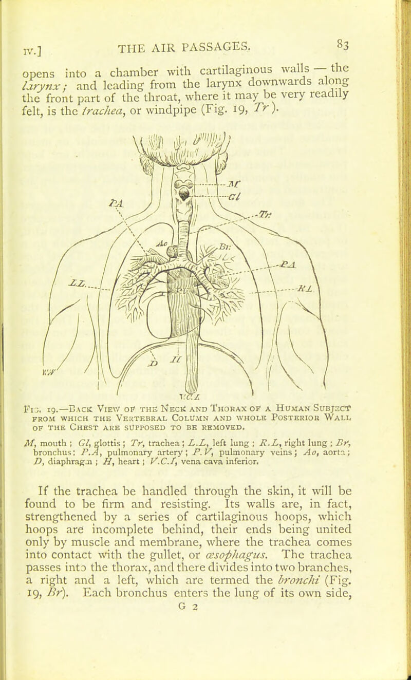 THE AIR PASSAGES. §3 opens into a chamber with cartilaginous walls — the larynx: and leading from the larynx downwards along the front part of the throat, where it may be very readi y felt, is the trachea, or windpipe (Fig. 19, Tr). of the Chest are supposed to be removed. M, mouth ; Cl, glottis ; Tr, trachea; L.L, left lung ; R. L, right lung ; Dr, bronchus: P.A, pulmonary artery'! P- r,, pulmonary veins; Ao, aorta; D, diaphragm ; H, heart; V. C. /, vena cava inferior. If the trachea be handled through the skin, it will be found to be firm and resisting. Its walls are, in fact, strengthened by a series of cartilaginous hoops, which hoops are incomplete behind, their ends being united only by muscle and membrane, where the trachea comes into contact with the gullet, or oesophagus. The trachea passes into the thorax, and there divides into two branches, a right and a left, which are termed the bronchi (Fig. 19, Br). Each bronchus enters the lung of its own side,