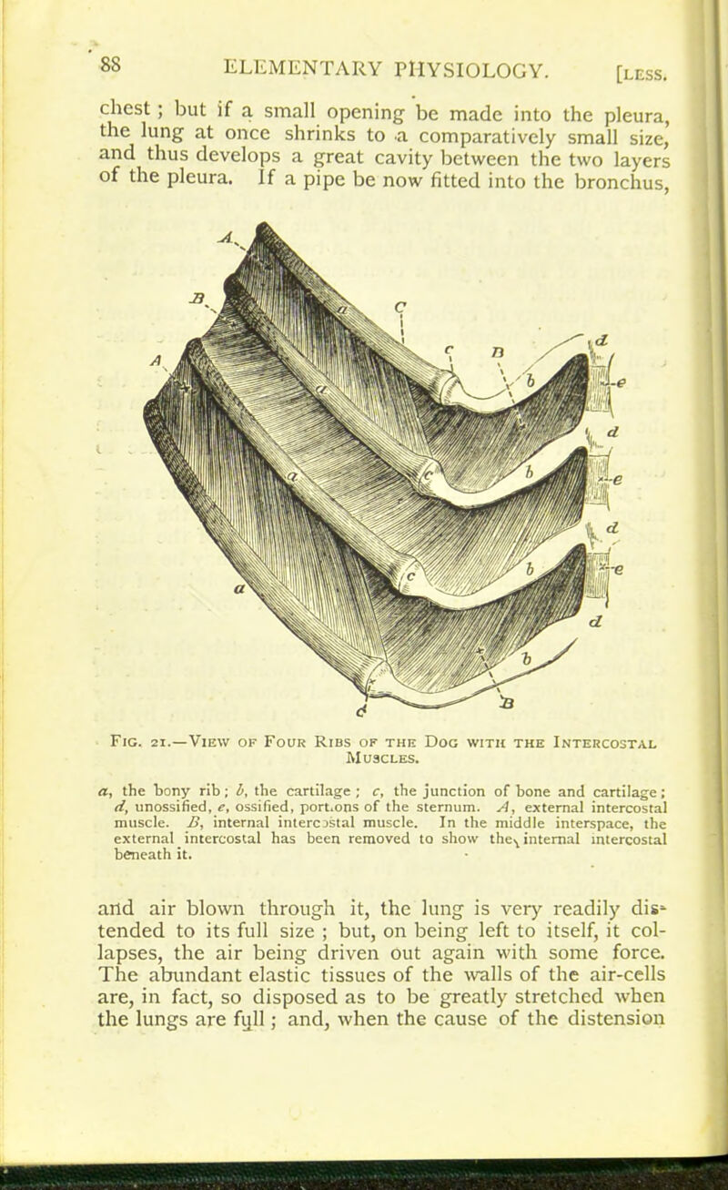 [less. chest; Hut if a small opening be made into the pleura, the lung at once shrinks to a comparatively small size, and thus develops a great cavity between the two layers of the pleura. If a pipe be now fitted into the bronchus, Fig. 21.—View of Four Ribs ok the Dog with the Intercostal Muscles. a, the Irony rib; b, the cartilage; c, the junction of bone and cartilage; d, unossified, e, ossified, port.ons of the sternum. A, external intercostal muscle. B, internal intercostal muscle. In the middle interspace, the external intercostal has been removed to show the., internal intercostal beneath it. and air blown through it, the lung is very readily dis* tended to its full size ; but, on being left to itself, it col- lapses, the air being driven out again with some force. The abundant elastic tissues of the walls of the air-cells are, in fact, so disposed as to be greatly stretched when the lungs are full; and, when the cause of the distension