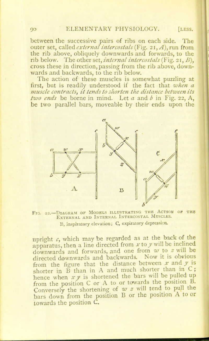 between the successive pairs of ribs on each side. The outer set, called external intercostals (Fig. 21, A), run from the rib above, obliquely downwards and forwards, to the rib below. The other set, internal intercostals (Fig. 21, B), cross these in direction, passing from the rib above, down- wards and backwards, to the rib below. The action of these muscles is somewhat puzzling at first, but is readily understood if the fact that when a muscle contracts, it tends to shorten the distance between its two ends be borne in mind. Let a and b in Fig. 22, A, be two parallel bars, moveable by their ends upon the « Fig. 22.—Diagram of Models illustrating the Action of the External and Internal Intercostal Muscles. B, inspiratory elevation; C, expiratory depression. upright c, which may be regarded as at the back of the apparatus, then a line directed from x to y will be inclined downwards and forwards, and one from w to z will be directed downwards and backwards. Now it is obvious from the figure that the distance between ar and / is shorter in B than in A and much shorter than in C ; hence when xy is shortened the bars will be pulled up from the position C or A to or towards the position B. Conversely the shortening of w z will tend to pull the bars down from the position B or the position A to or towards the position C.